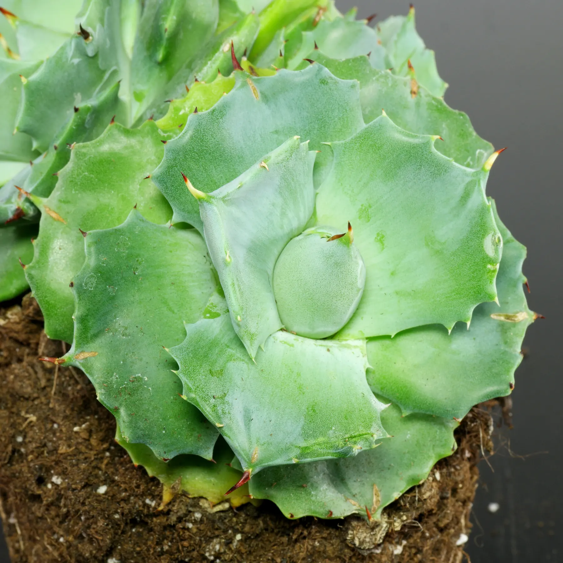 Agave potatorum