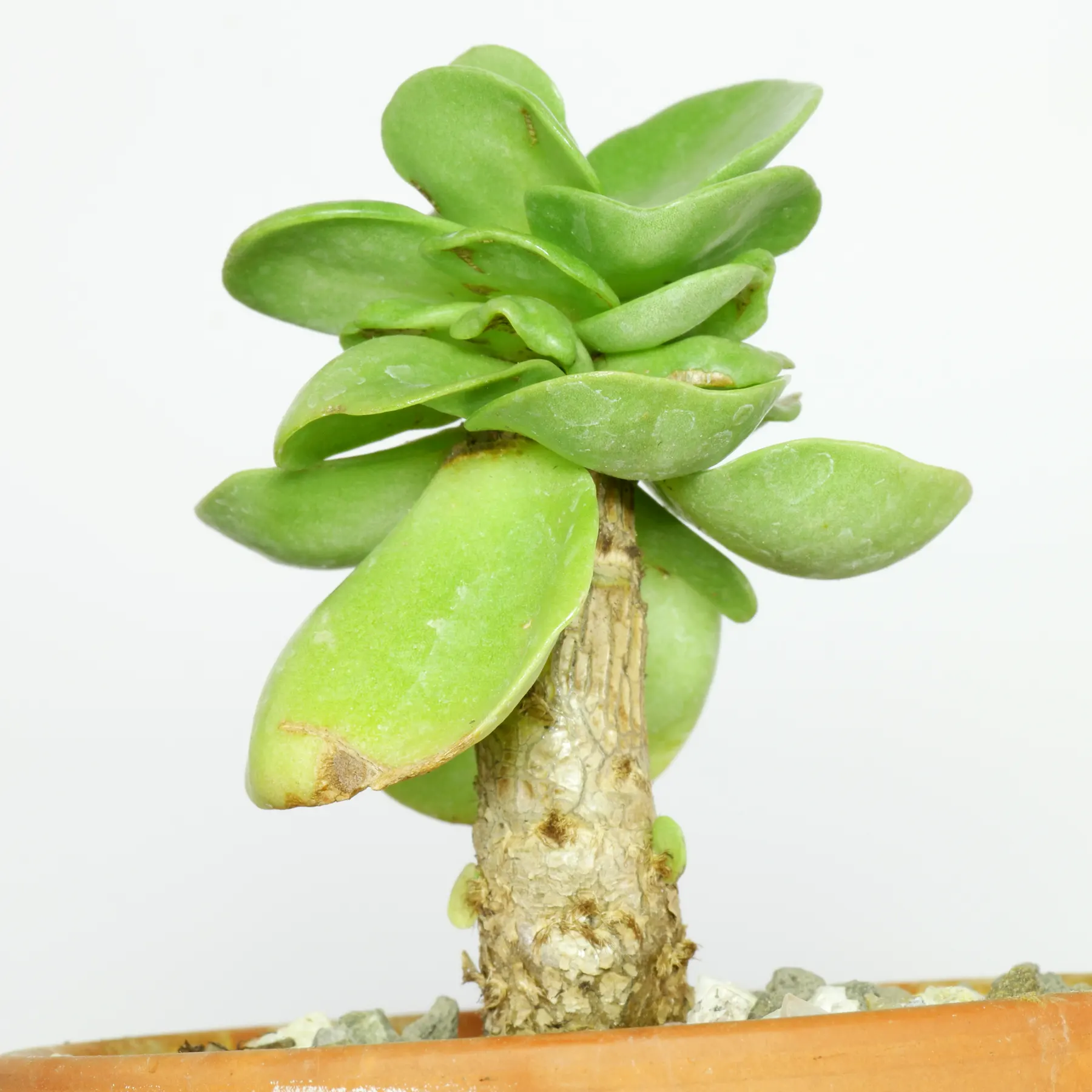 Portulaca molokiniensis