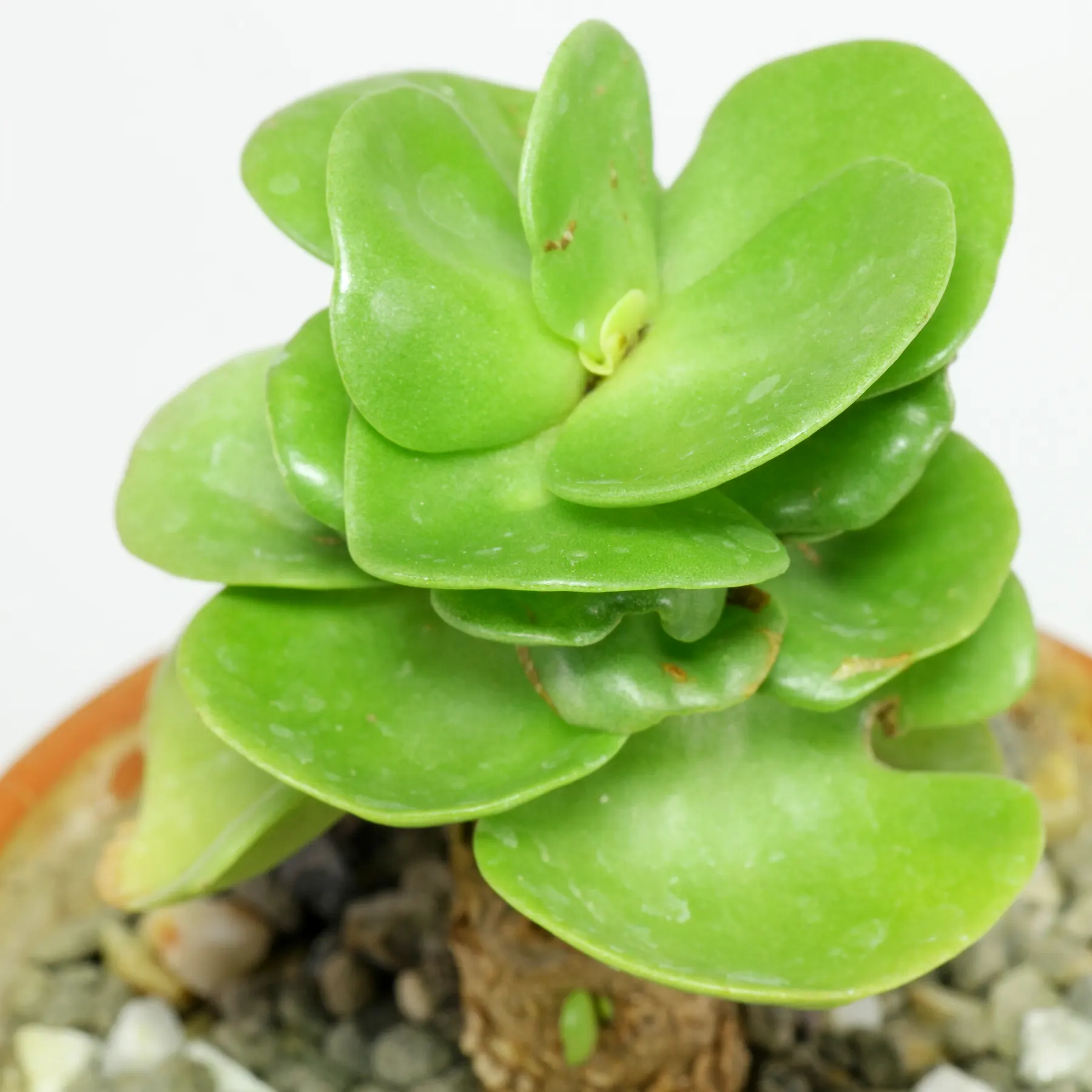 Portulaca molokiniensis