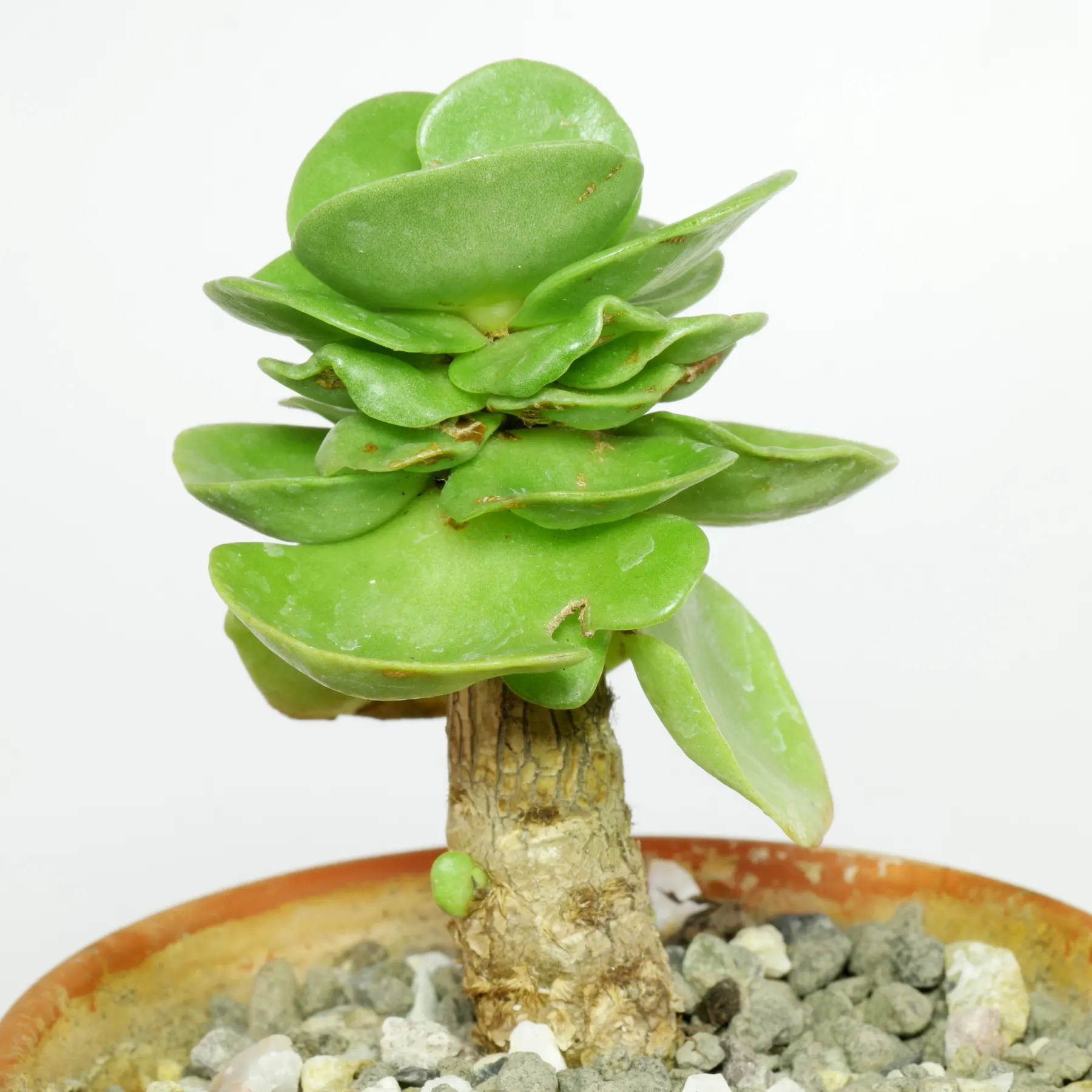 Portulaca molokiniensis