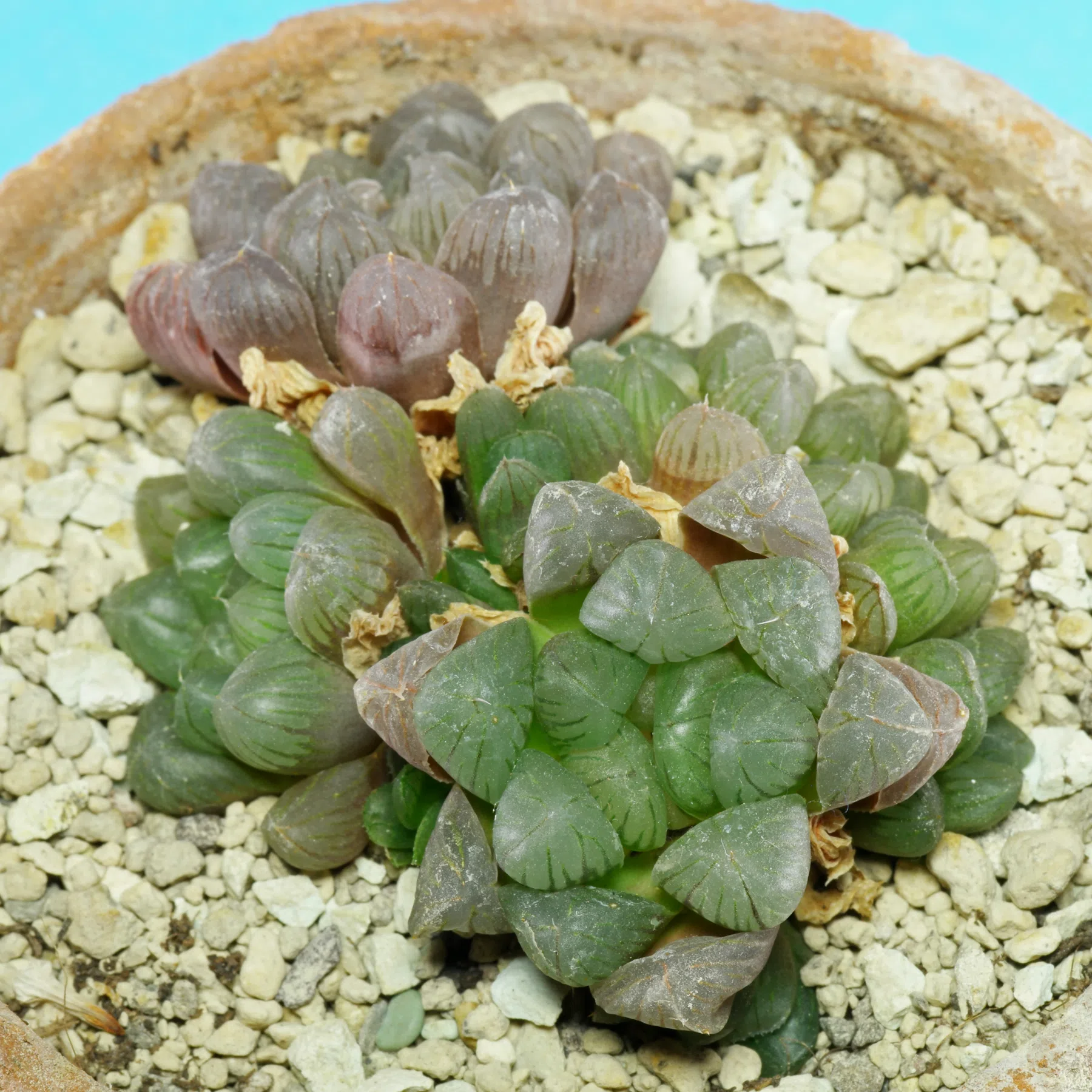 Haworthia cooperi var. truncata