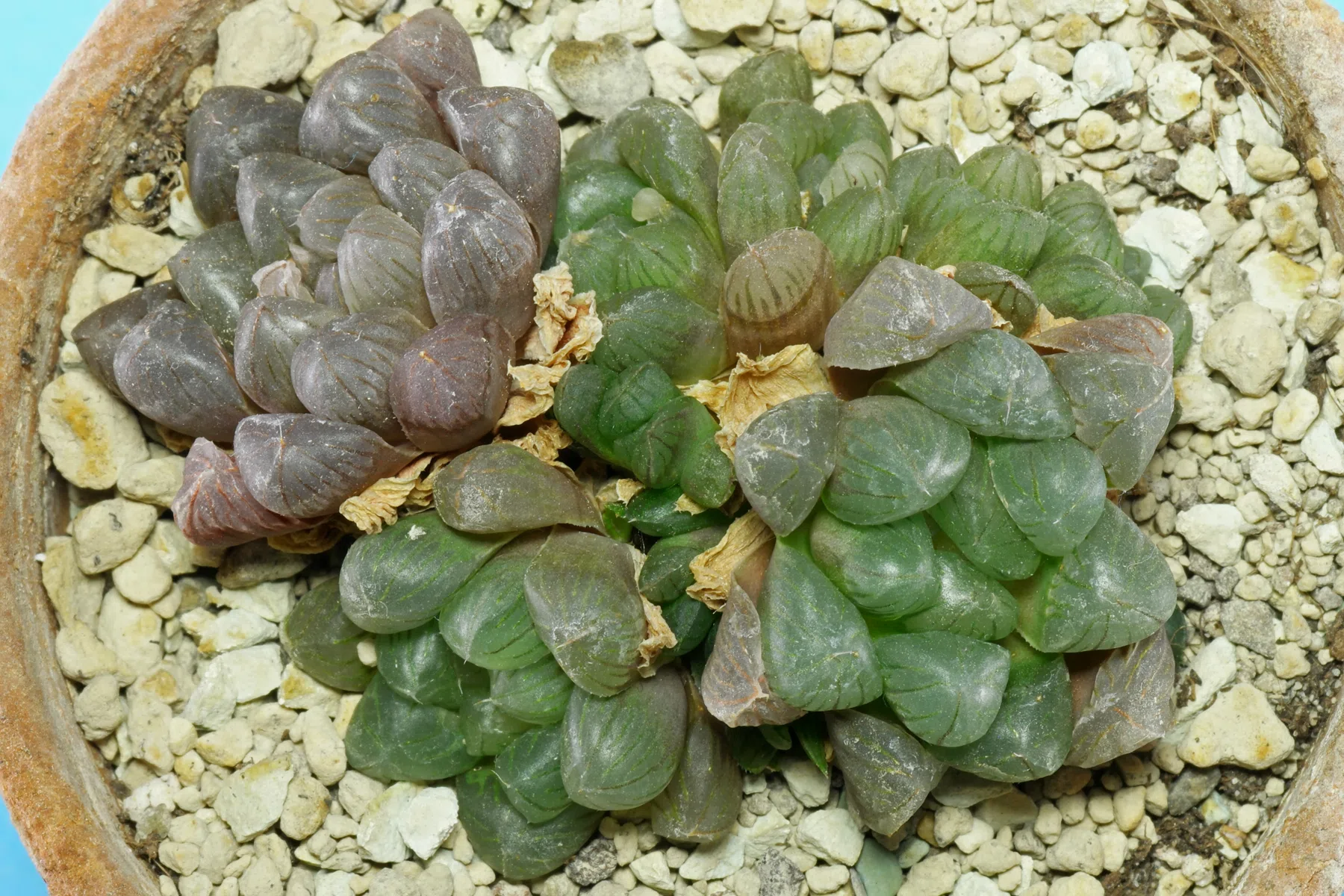 Haworthia cooperi var. truncata