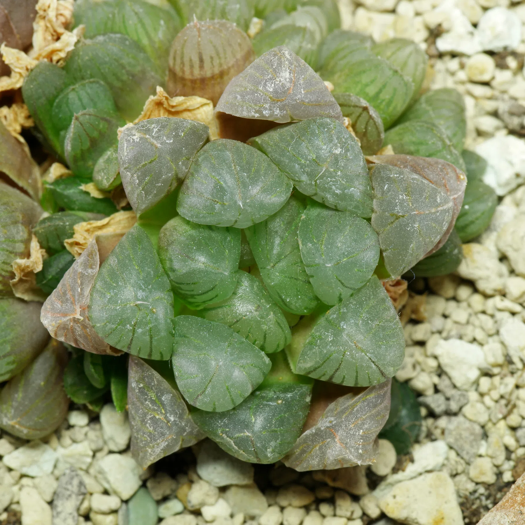 Haworthia cooperi var. truncata