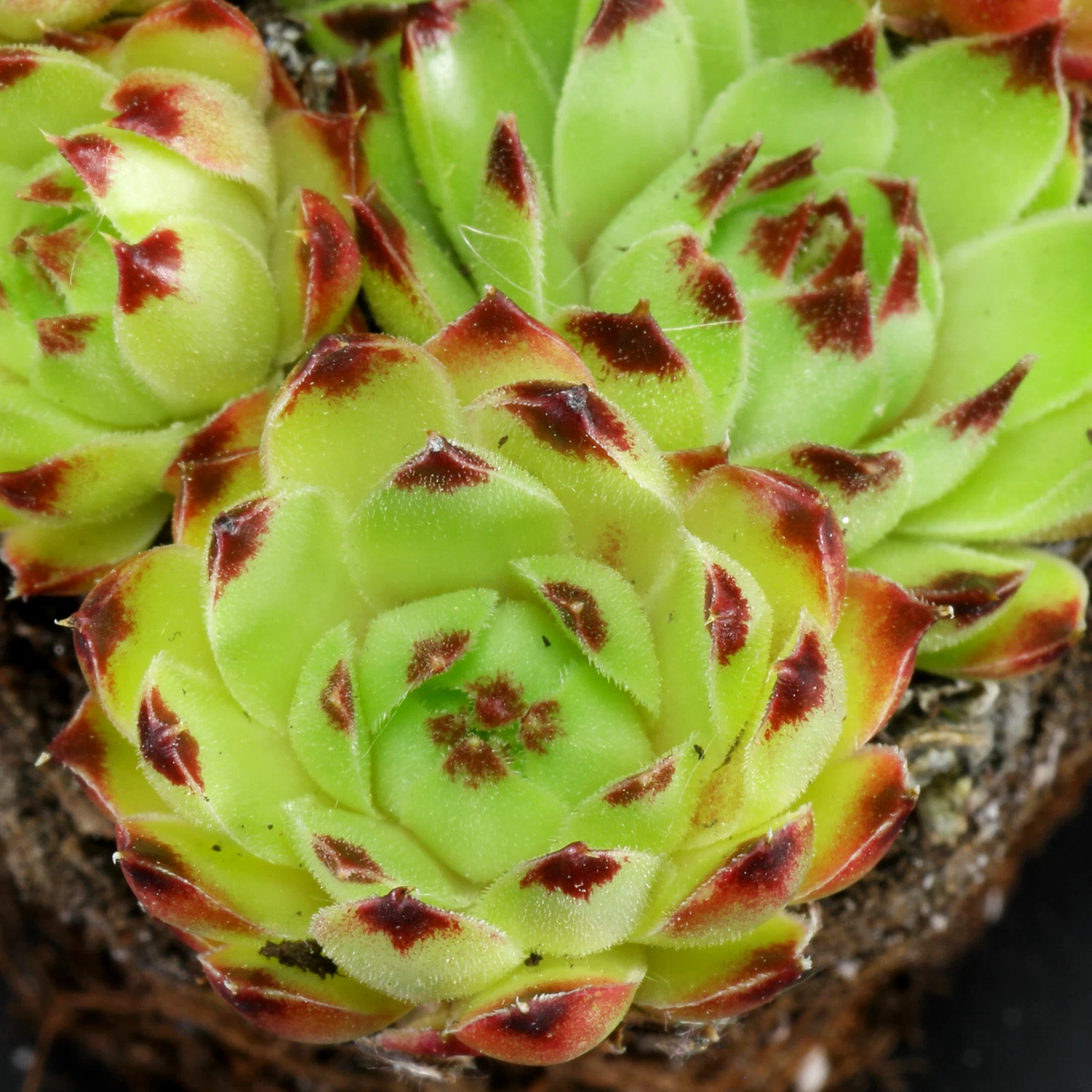 Sempervivum calcareum Spinulifolium