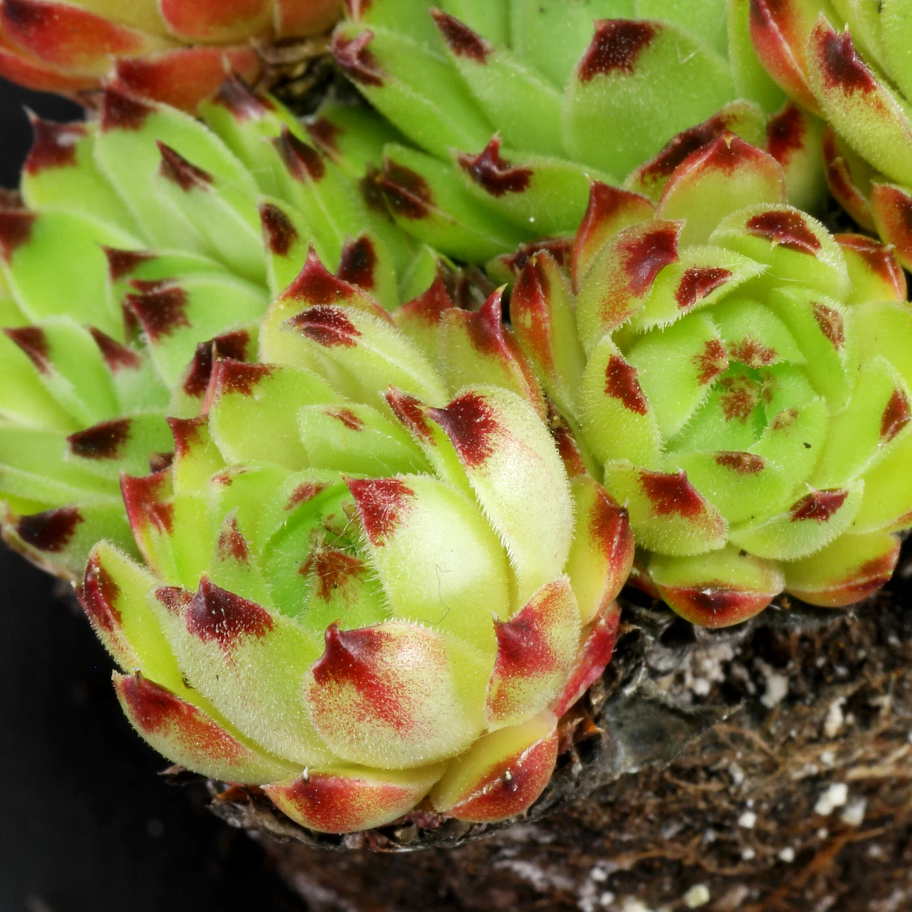 Sempervivum calcareum Spinulifolium