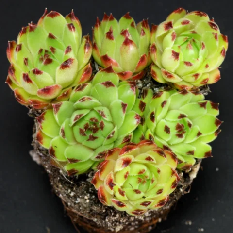 Sempervivum calcareum Spinulifolium