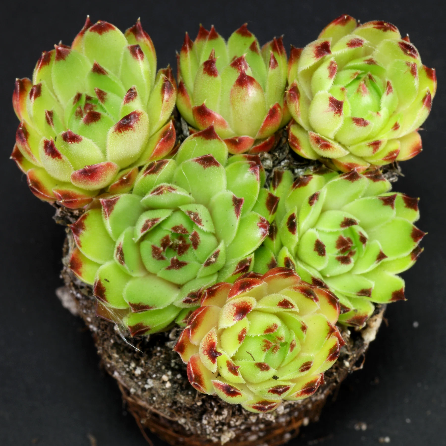 Sempervivum calcareum Spinulifolium