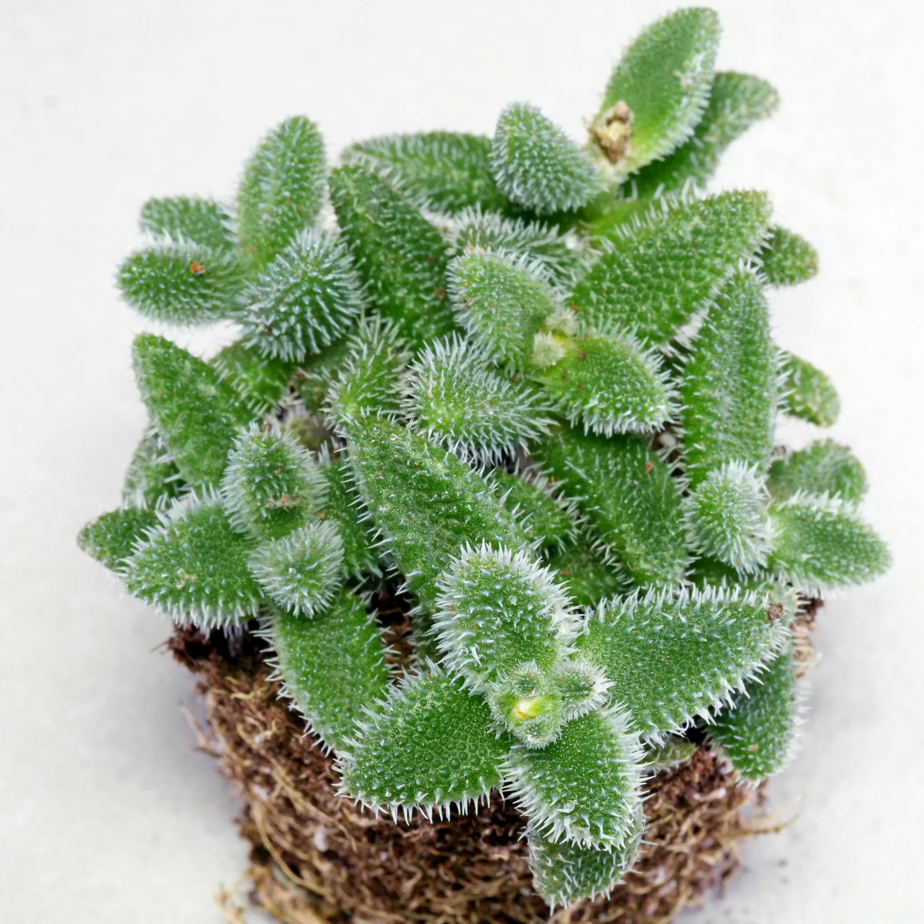 Delosperma echinatum