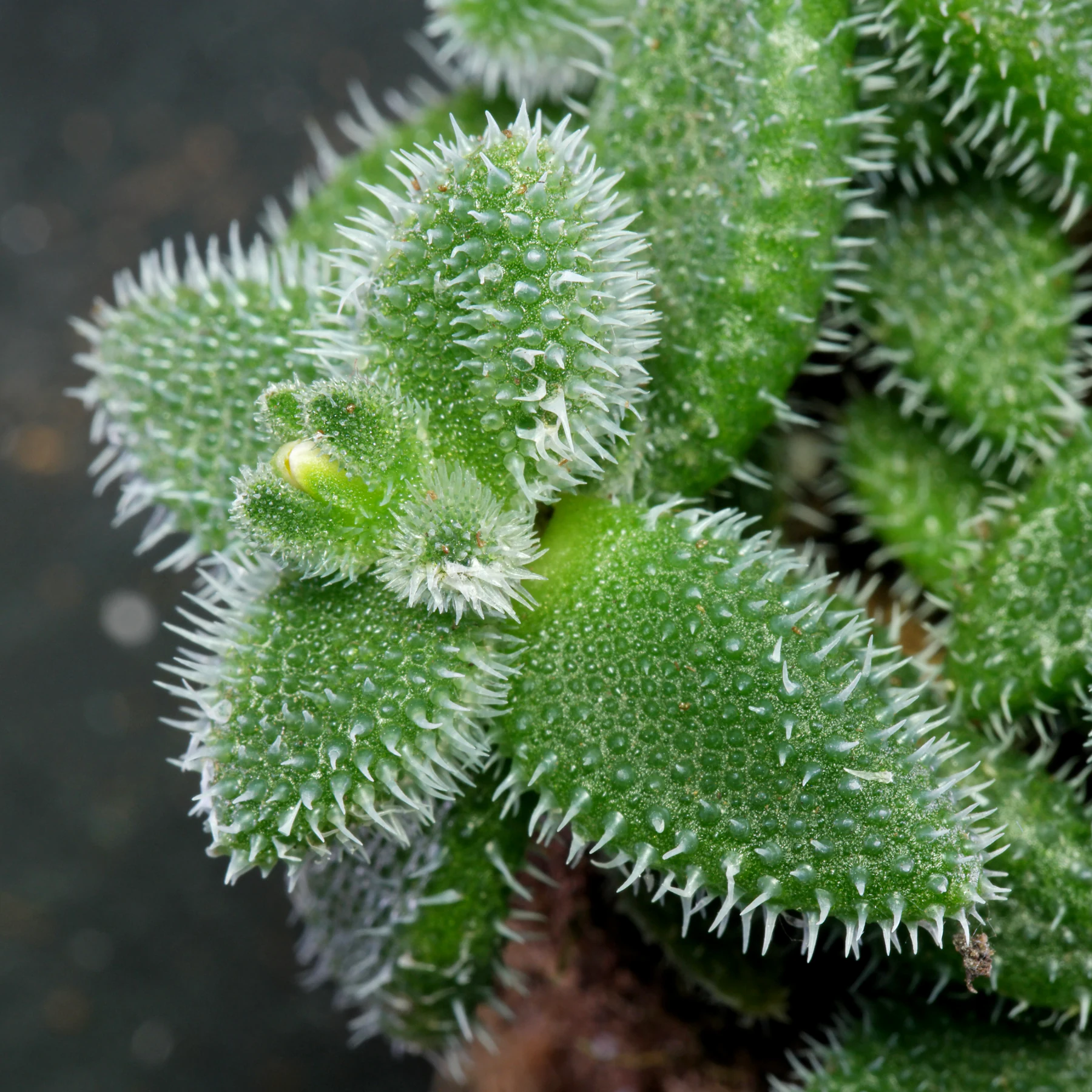 Delosperma echinatum