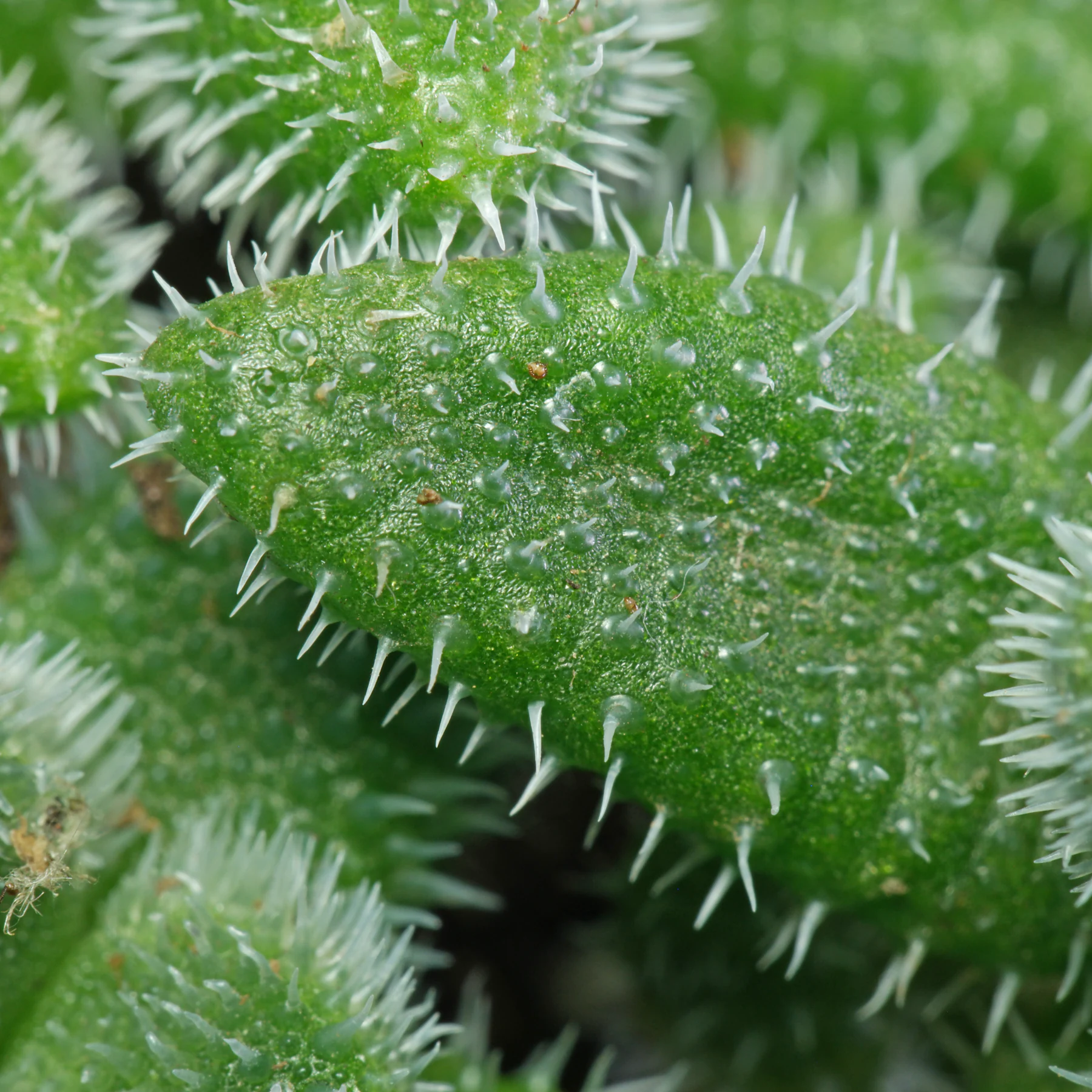 Delosperma echinatum