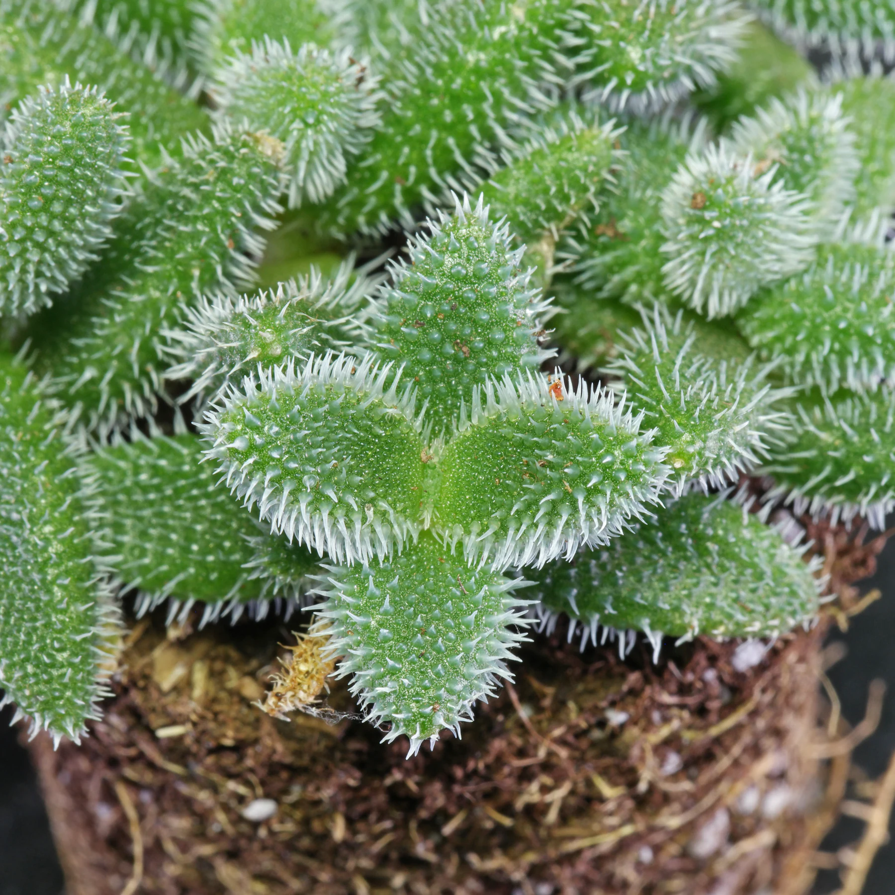 Delosperma echinatum