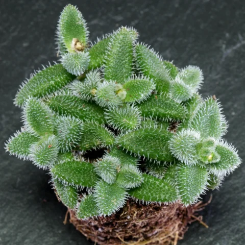 Delosperma echinatum