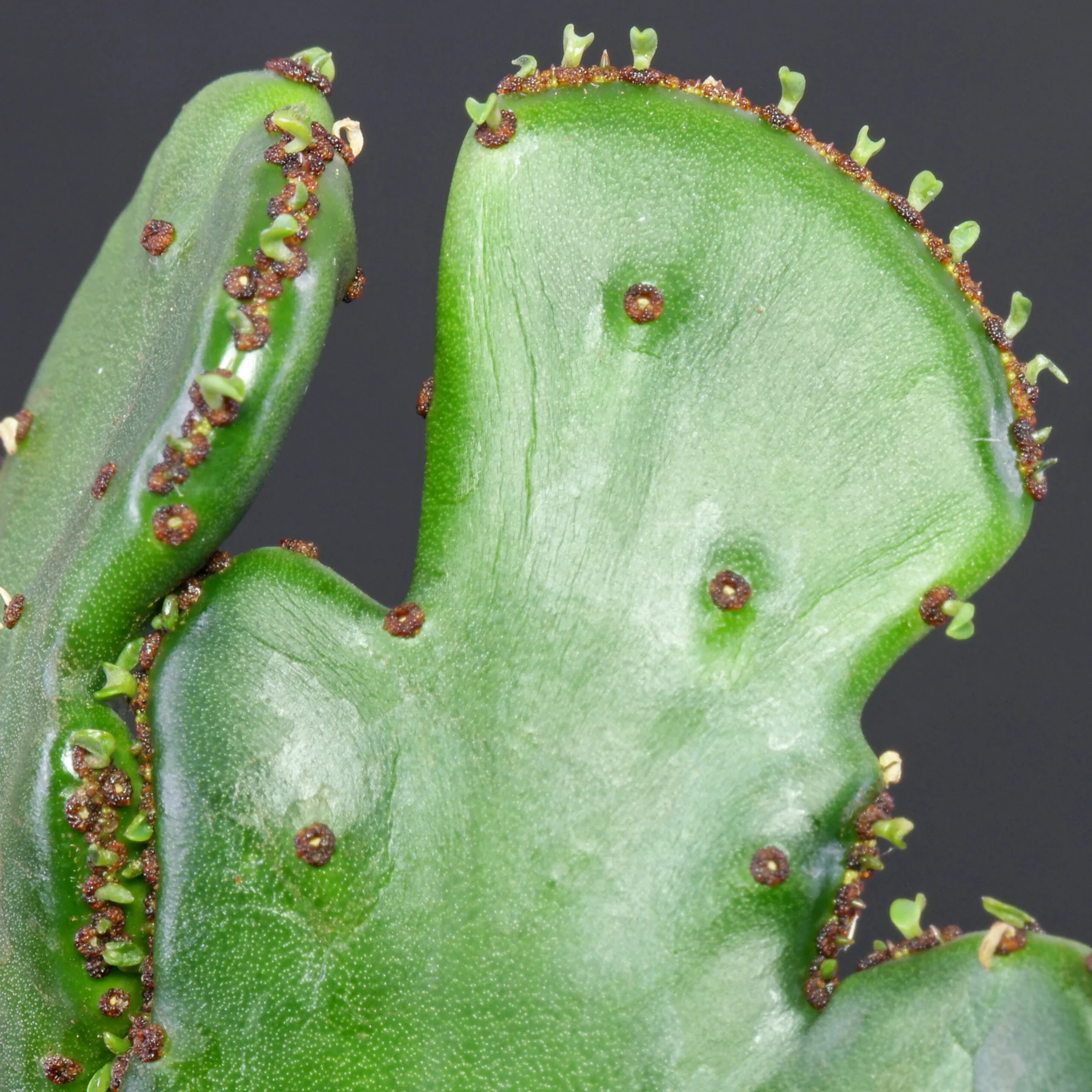 Euphorbia alluaudii Cristata