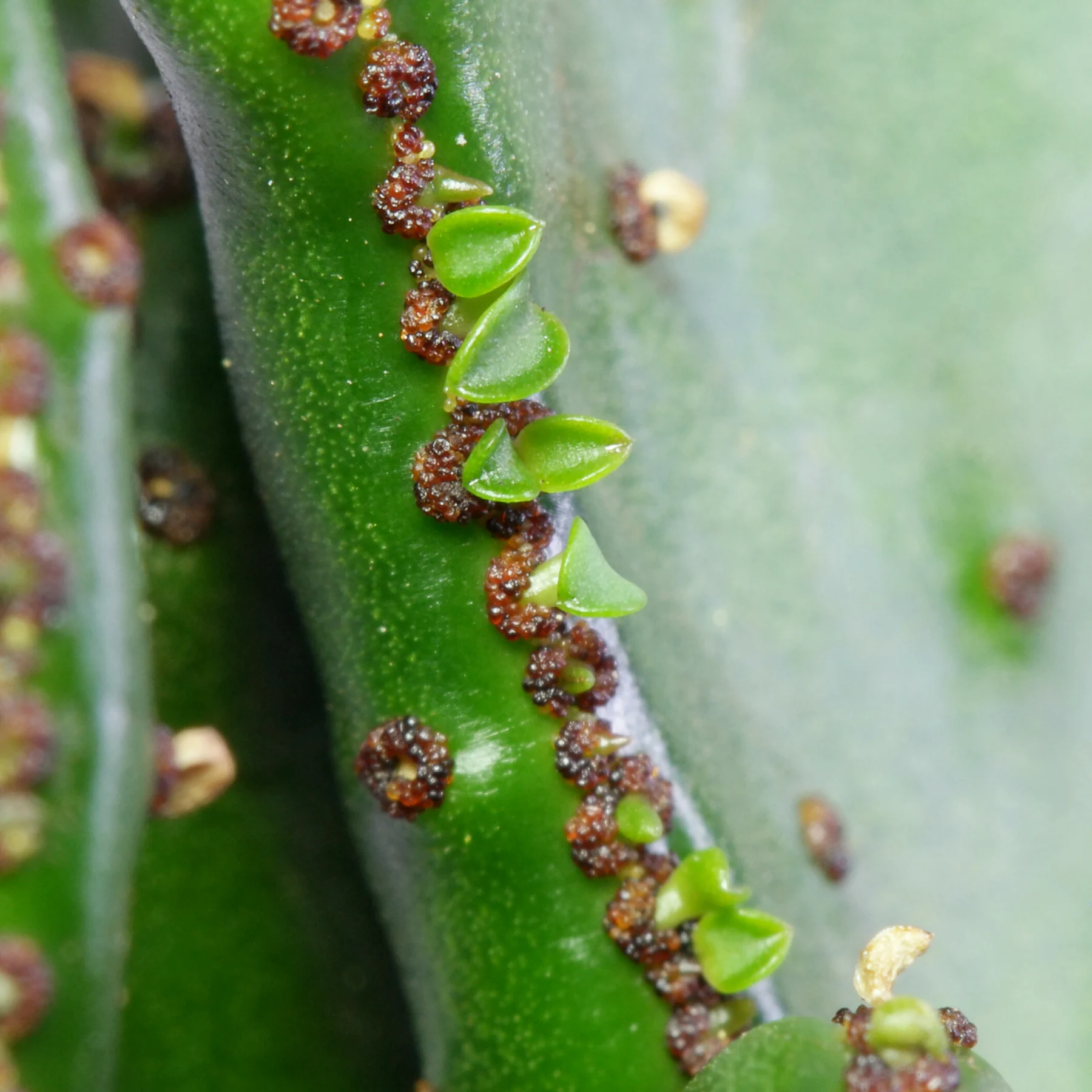 Euphorbia alluaudii Cristata