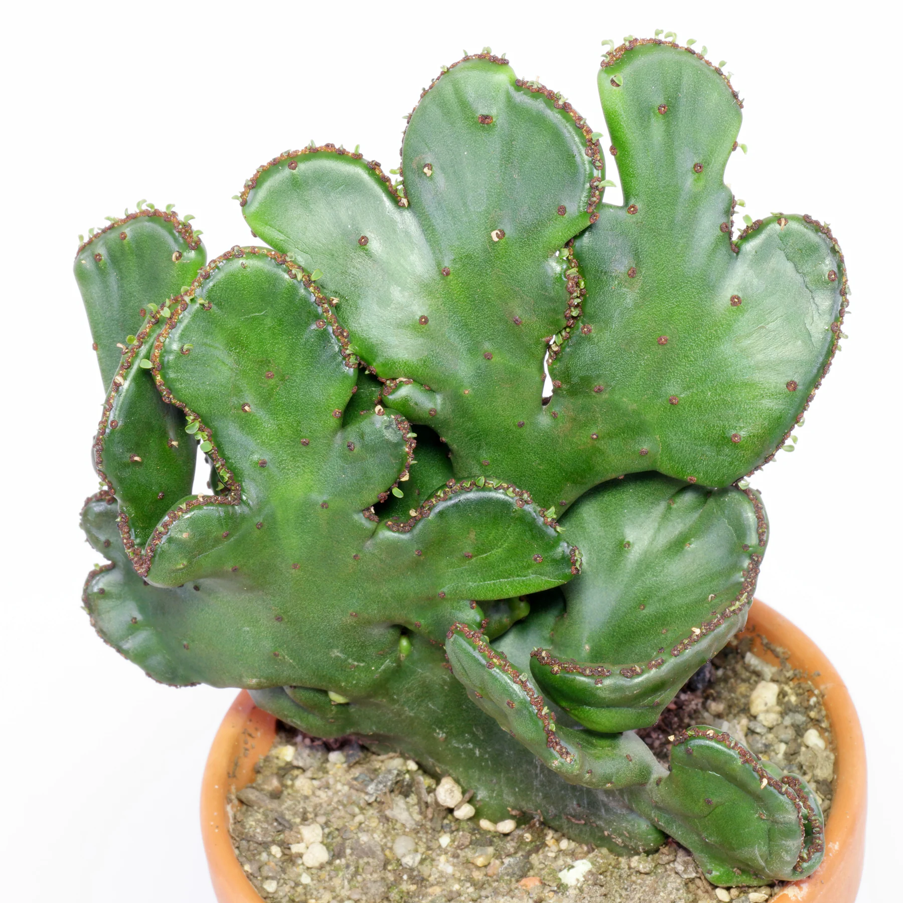 Euphorbia alluaudii Cristata