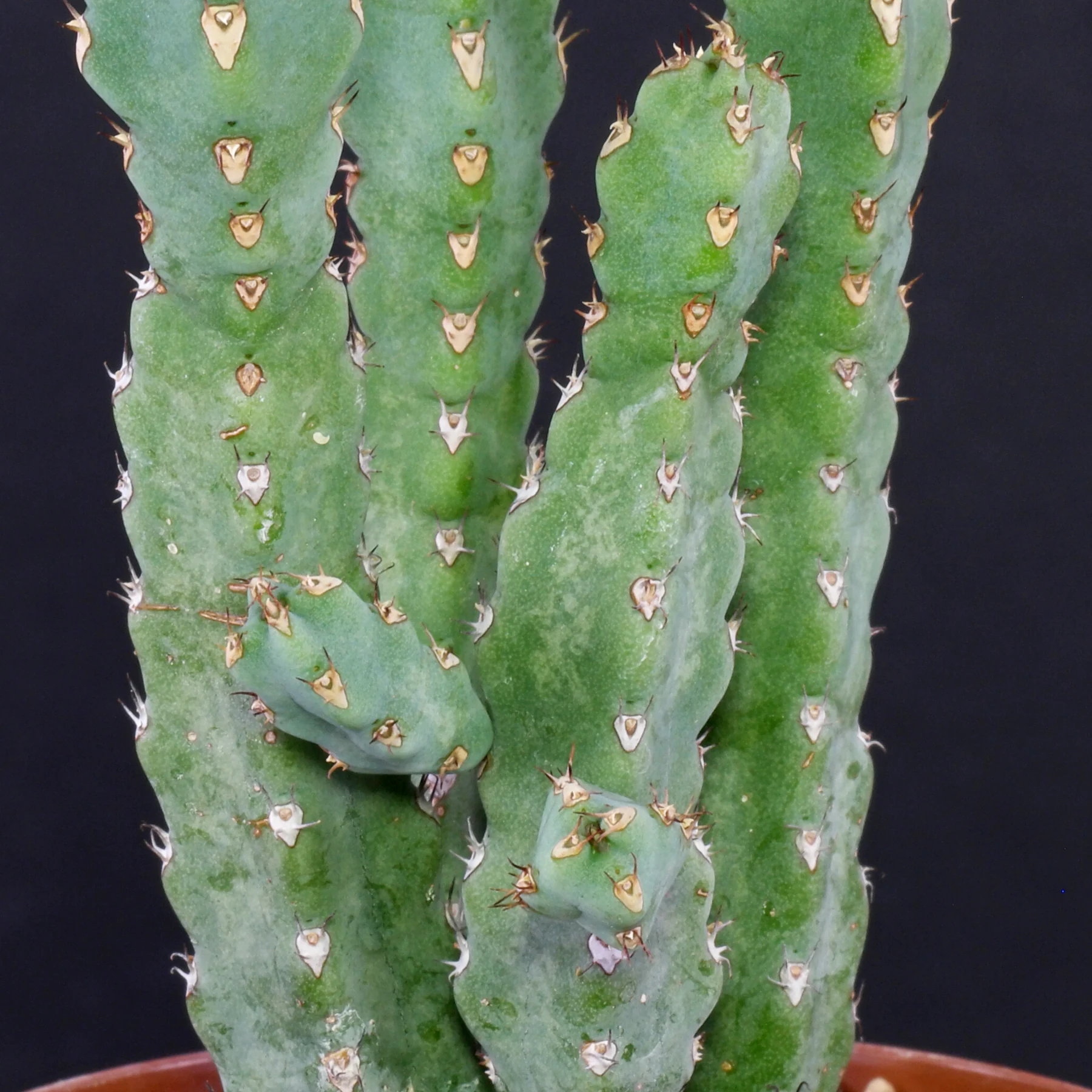 Euphorbia debilispina