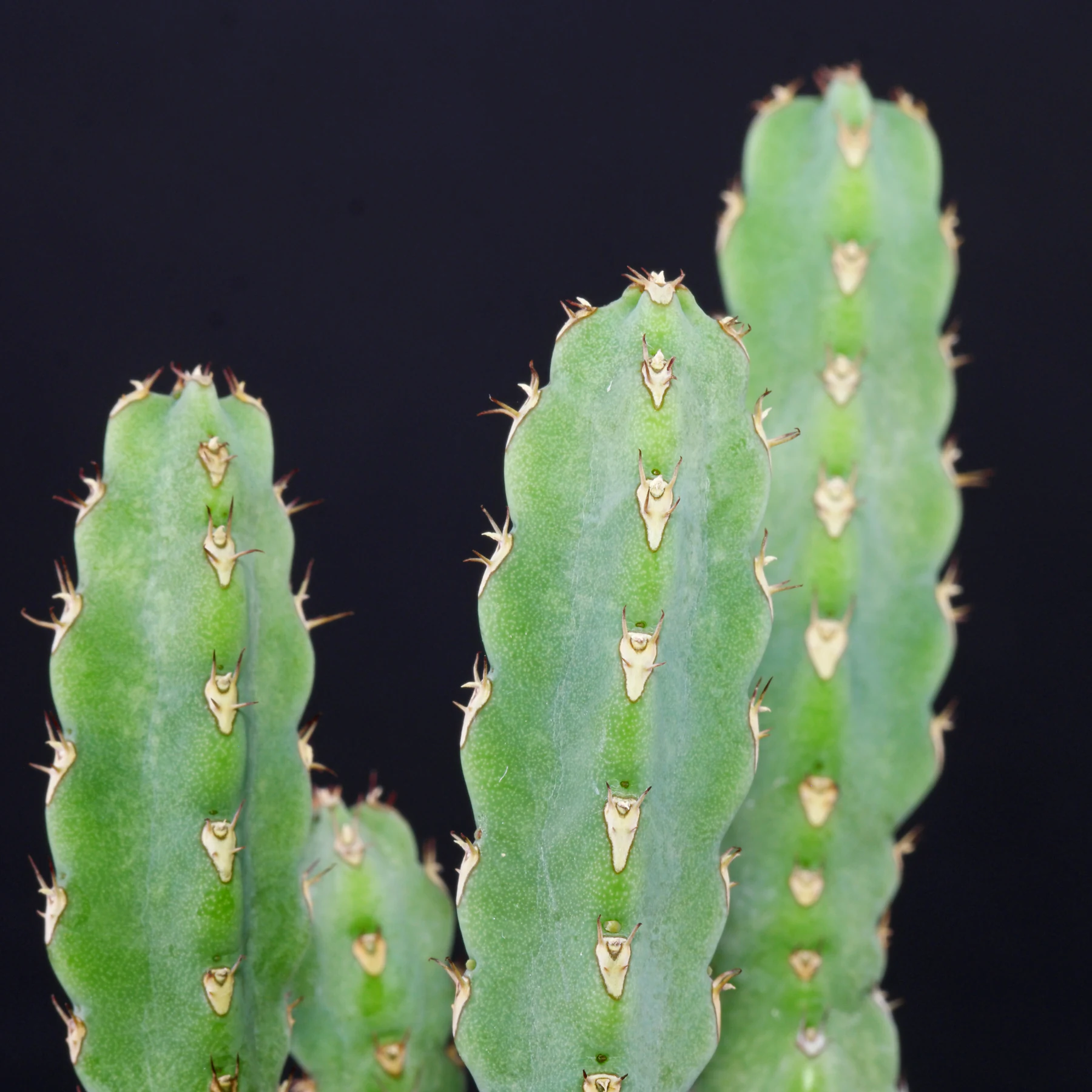 Euphorbia debilispina