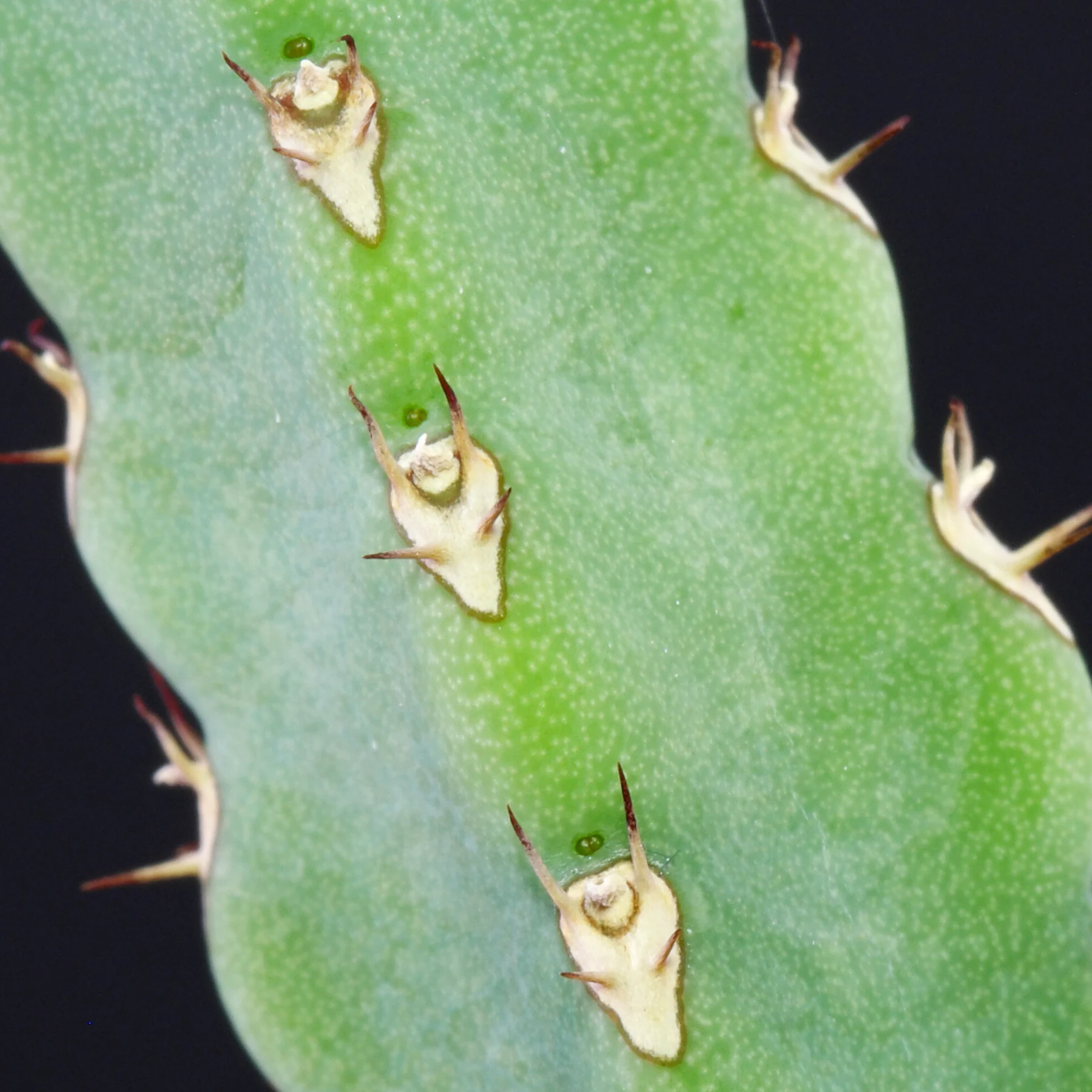 Euphorbia debilispina