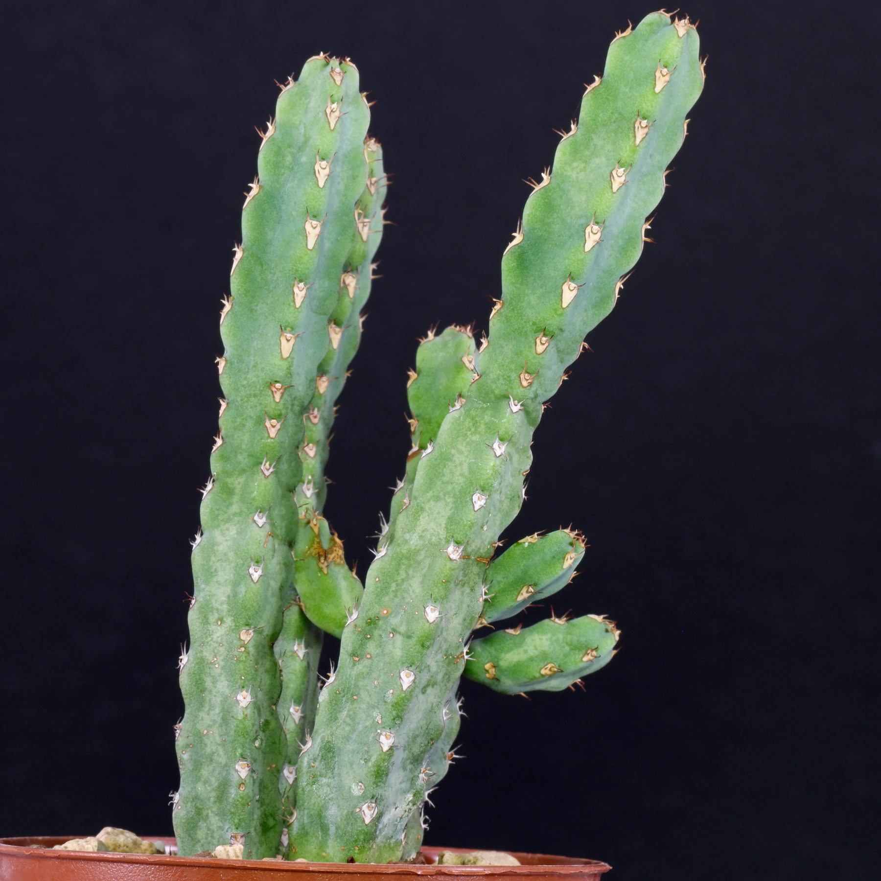 Euphorbia debilispina