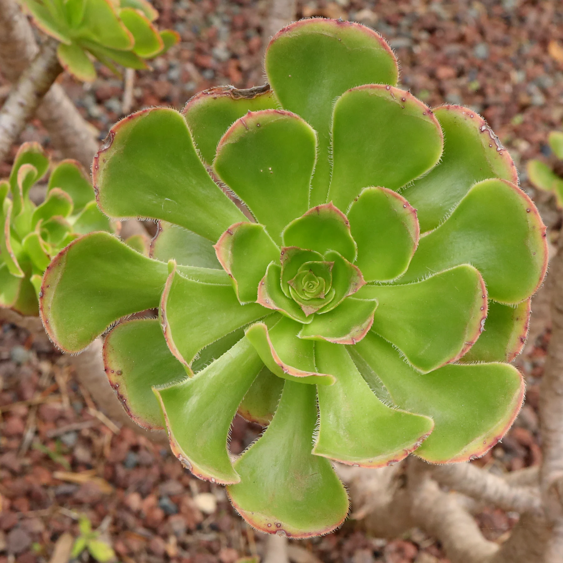 Aeonium arboreum