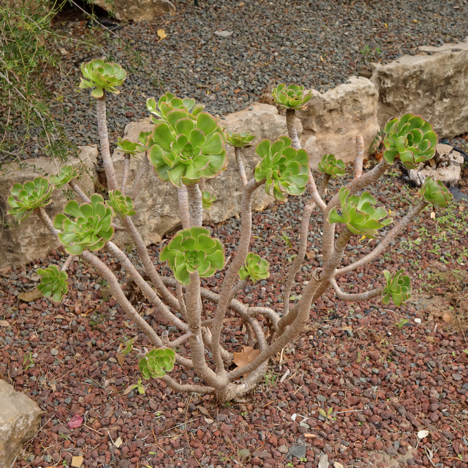 Aeonium arboreum