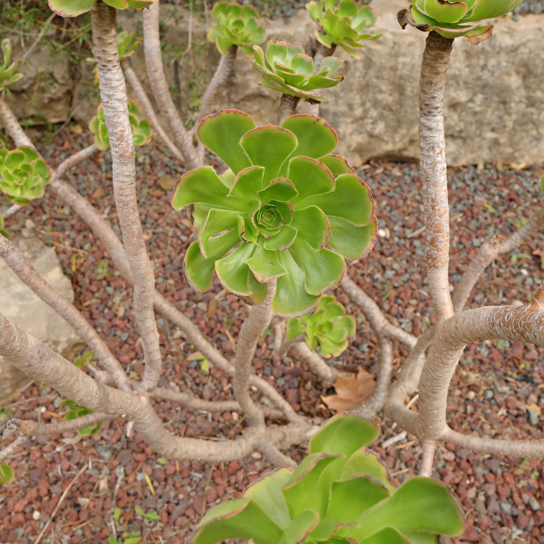 Aeonium arboreum 3