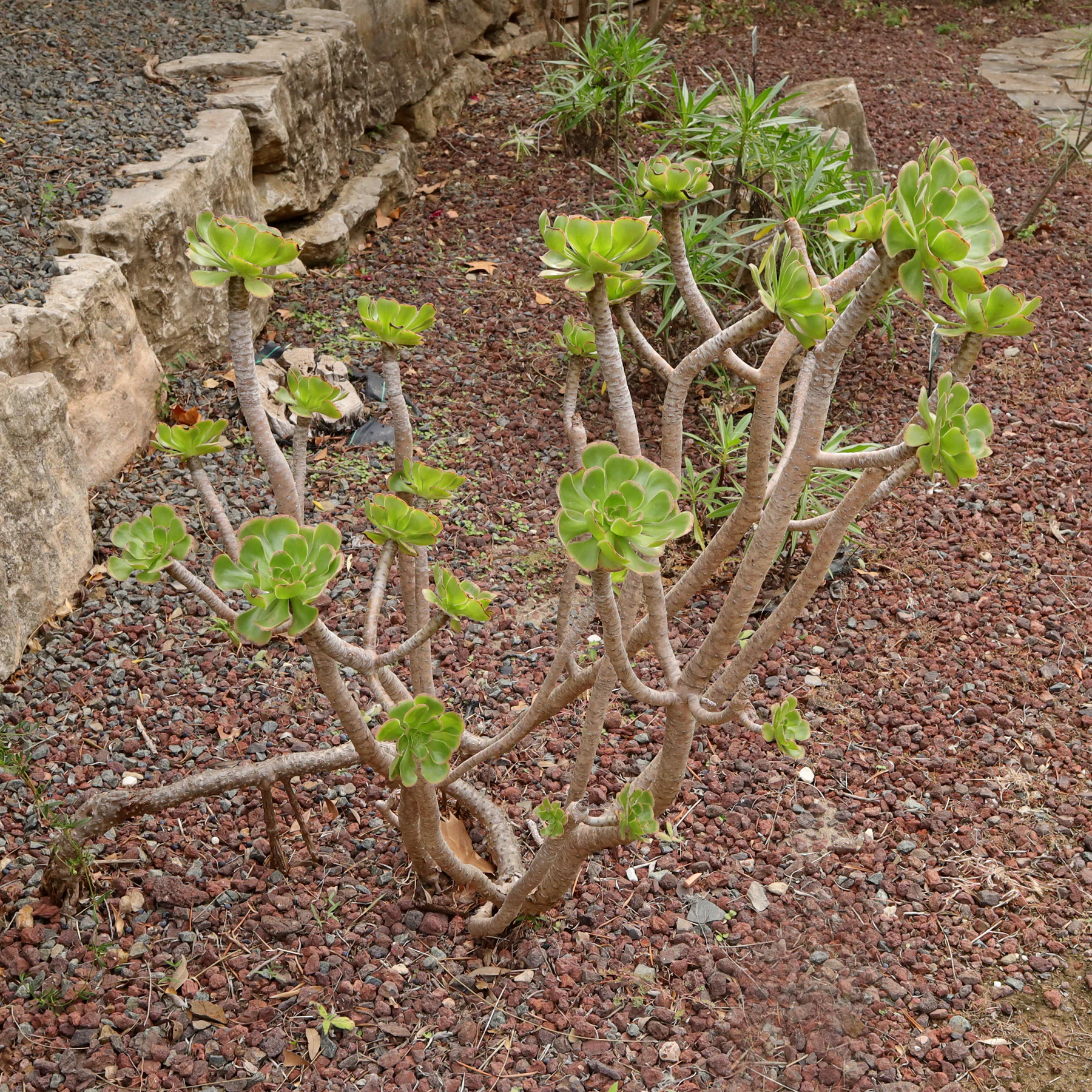 Aeonium arboreum