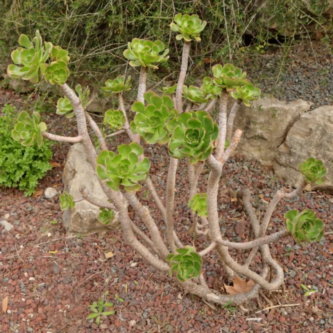 Aeonium arboreum