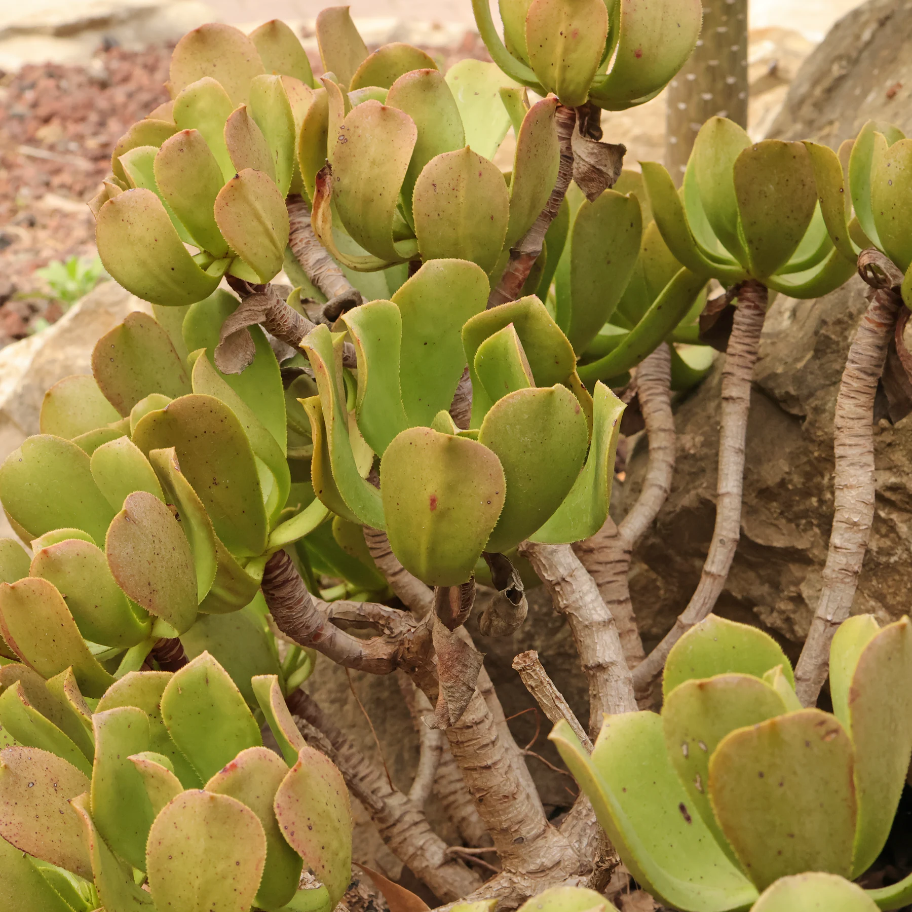 Aeonium glutinosum