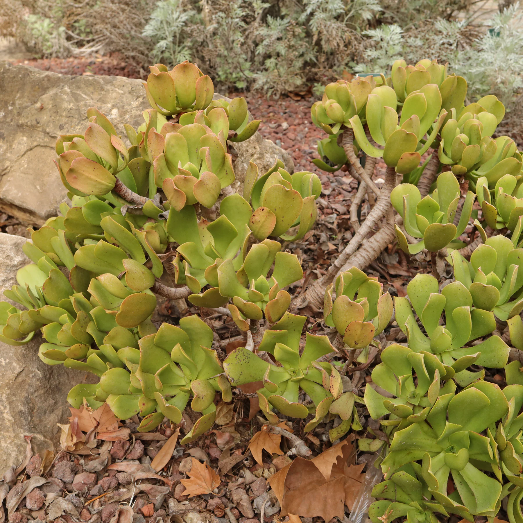 Aeonium glutinosum