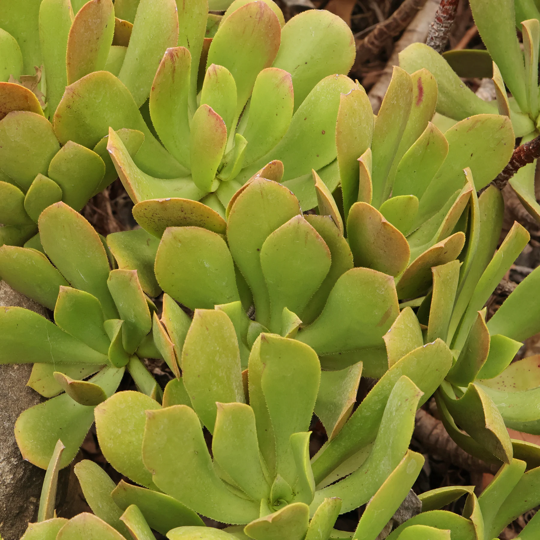 Aeonium glutinosum