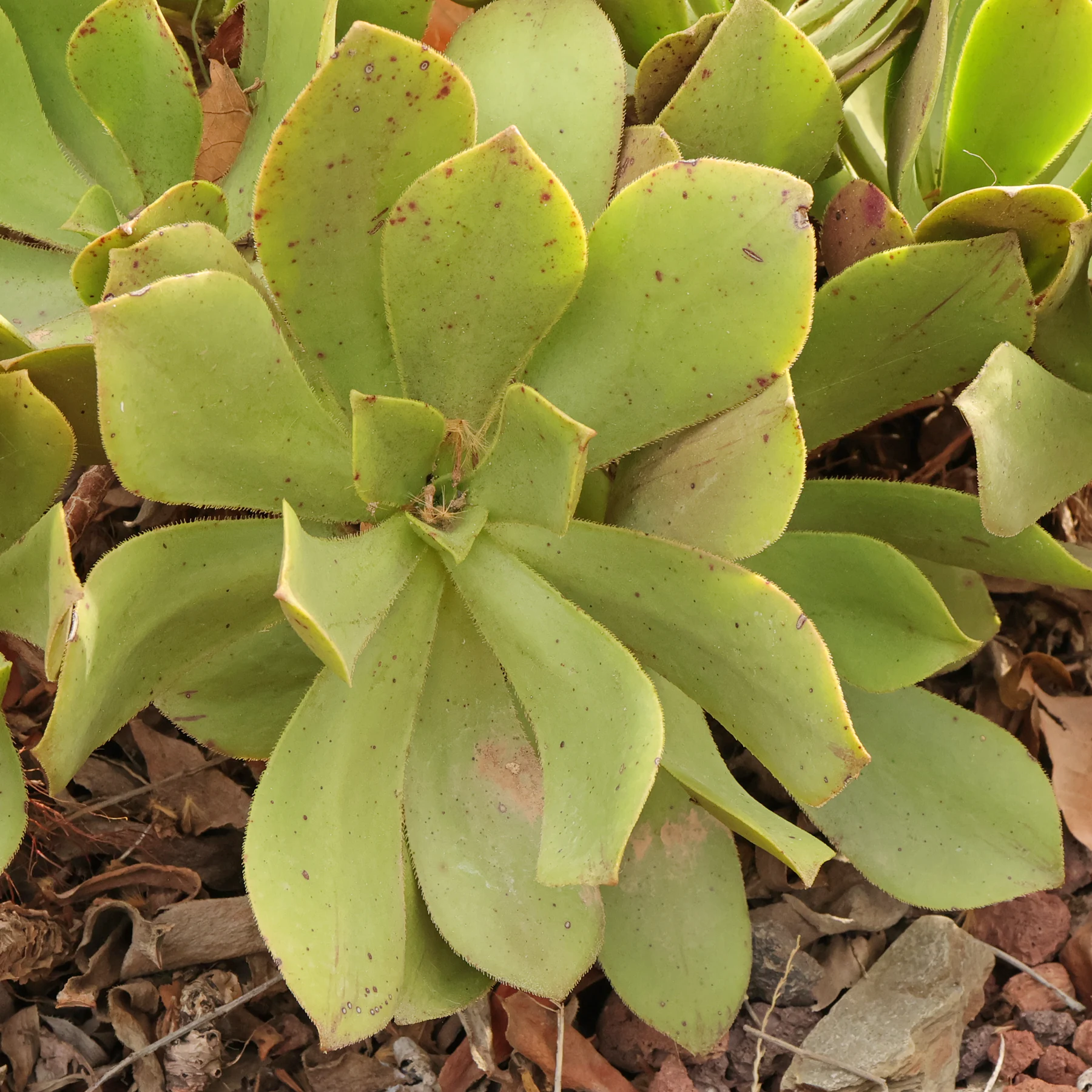 Aeonium glutinosum