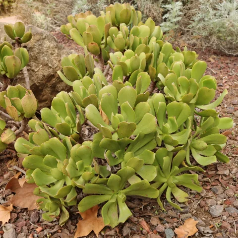 Aeonium glutinosum