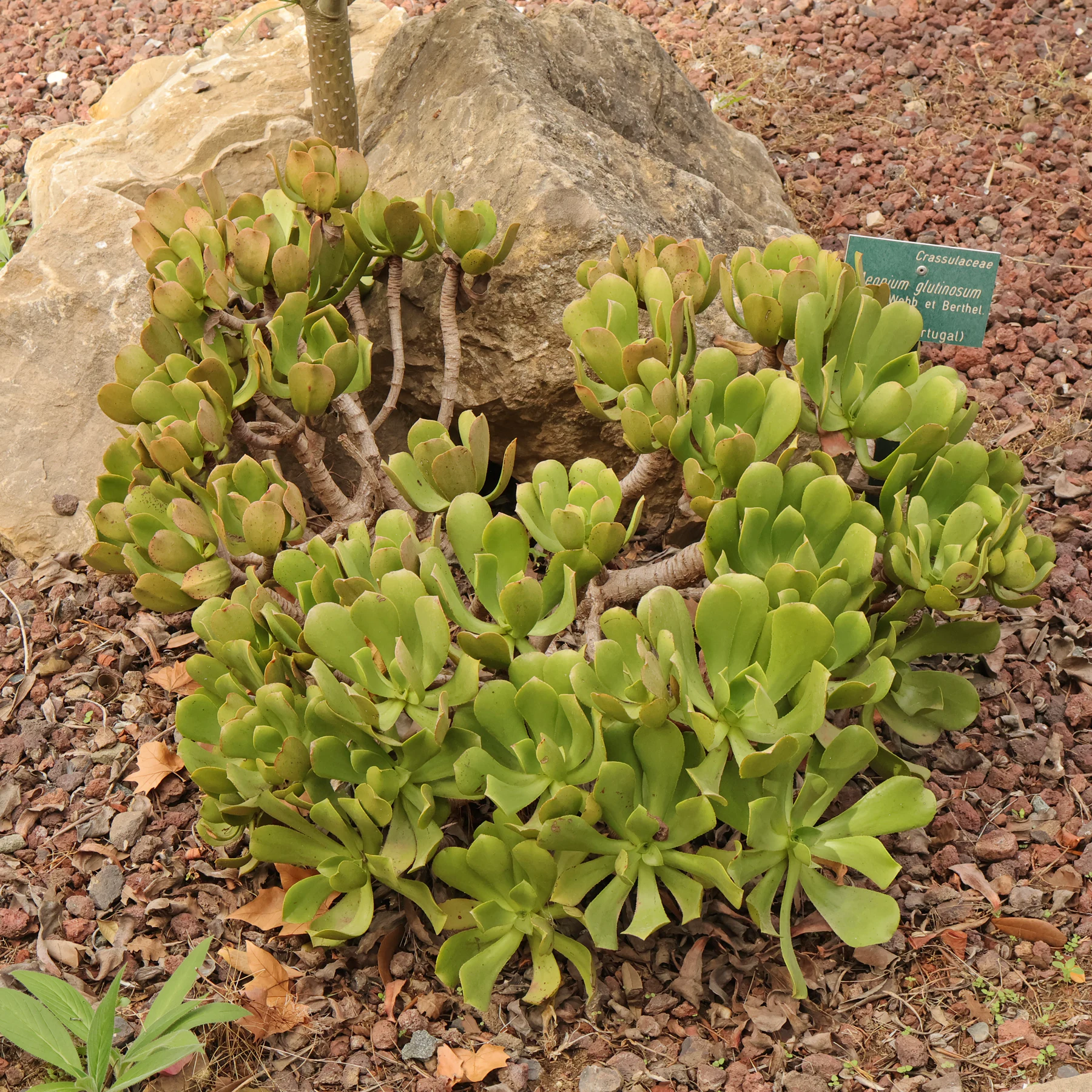 Aeonium glutinosum