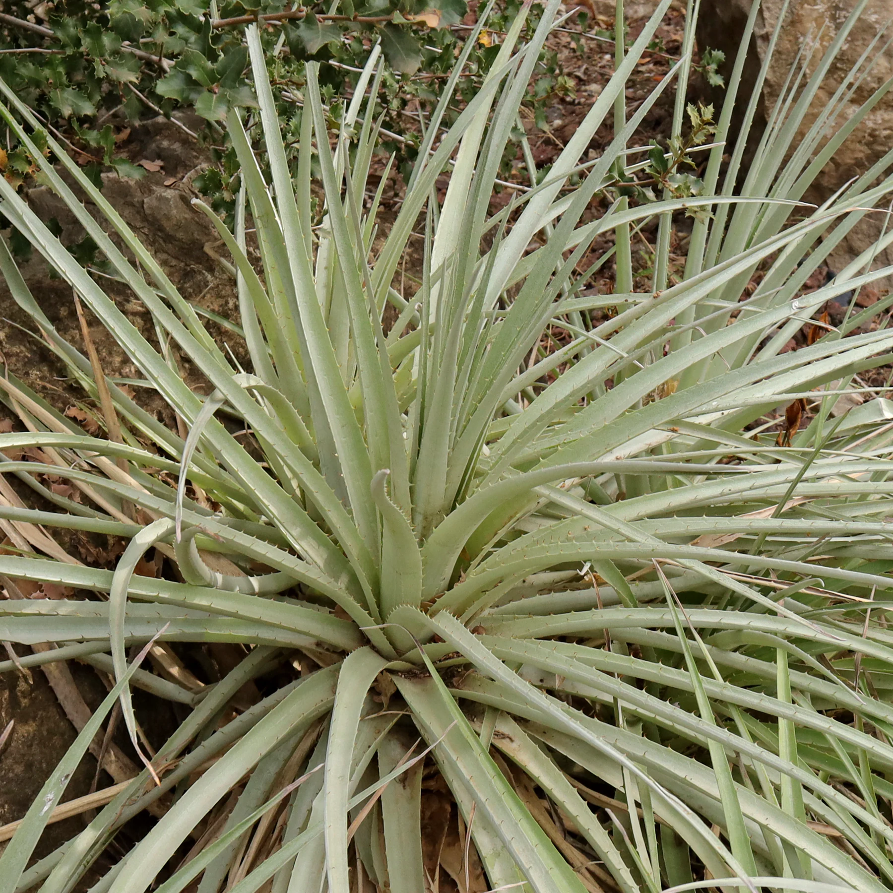 Puya venusta