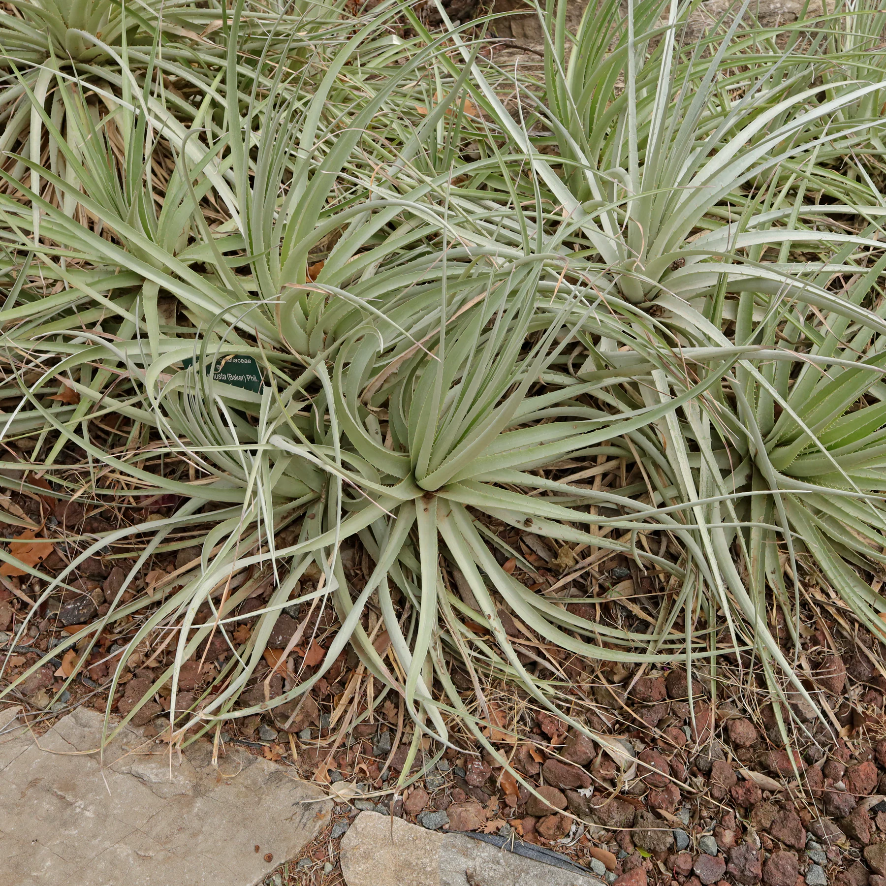 Puya venusta