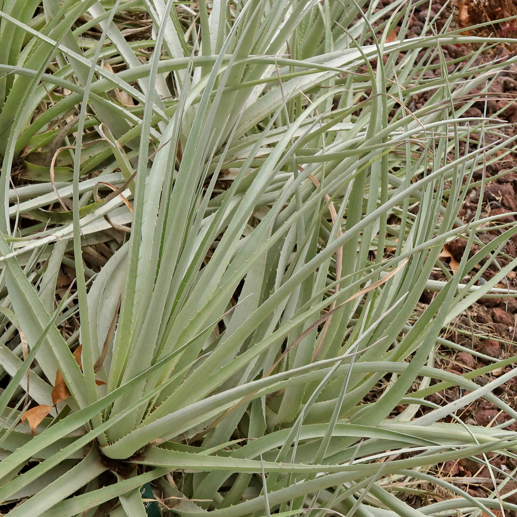 Puya venusta