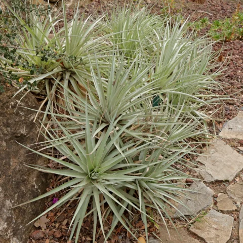 Puya venusta