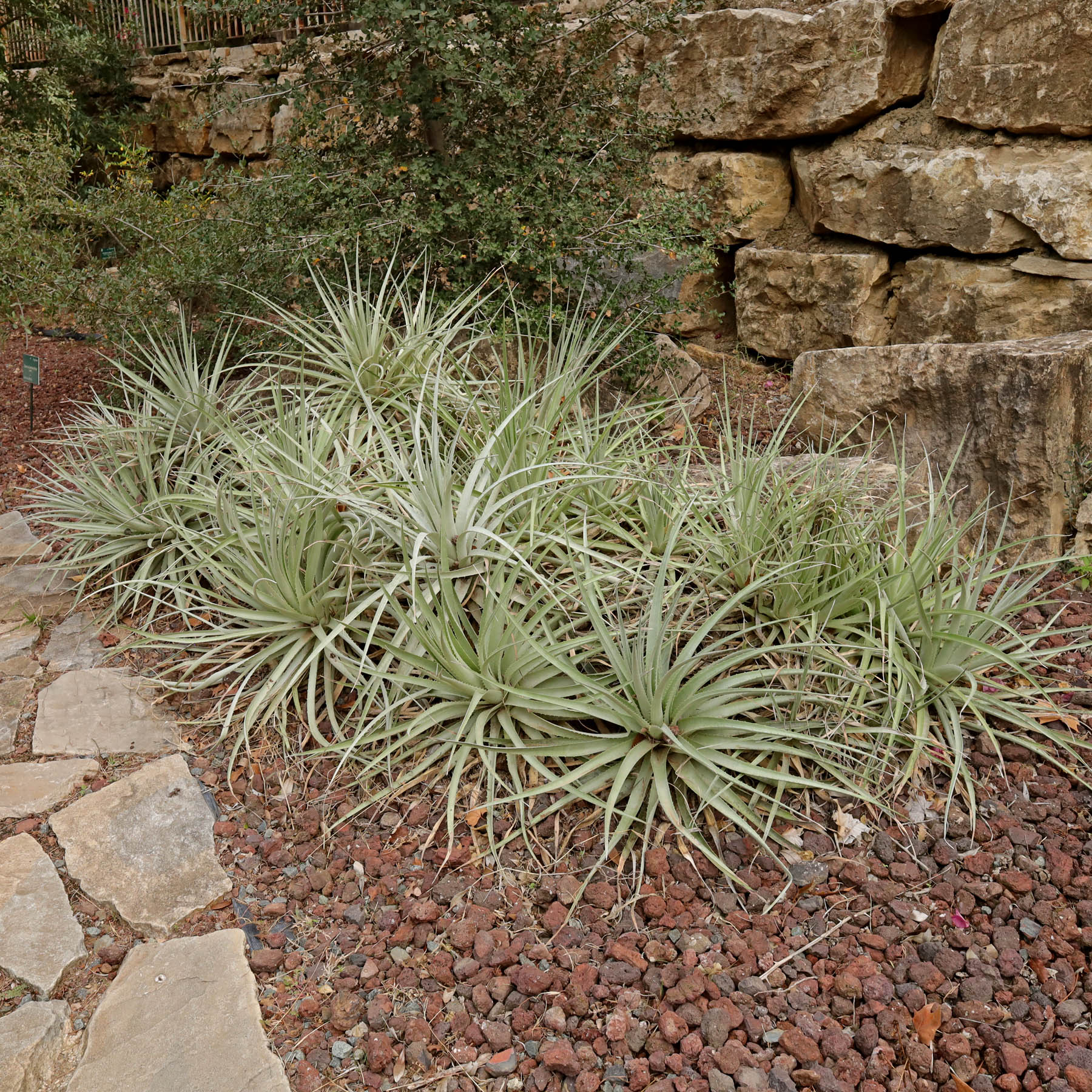 Puya venusta