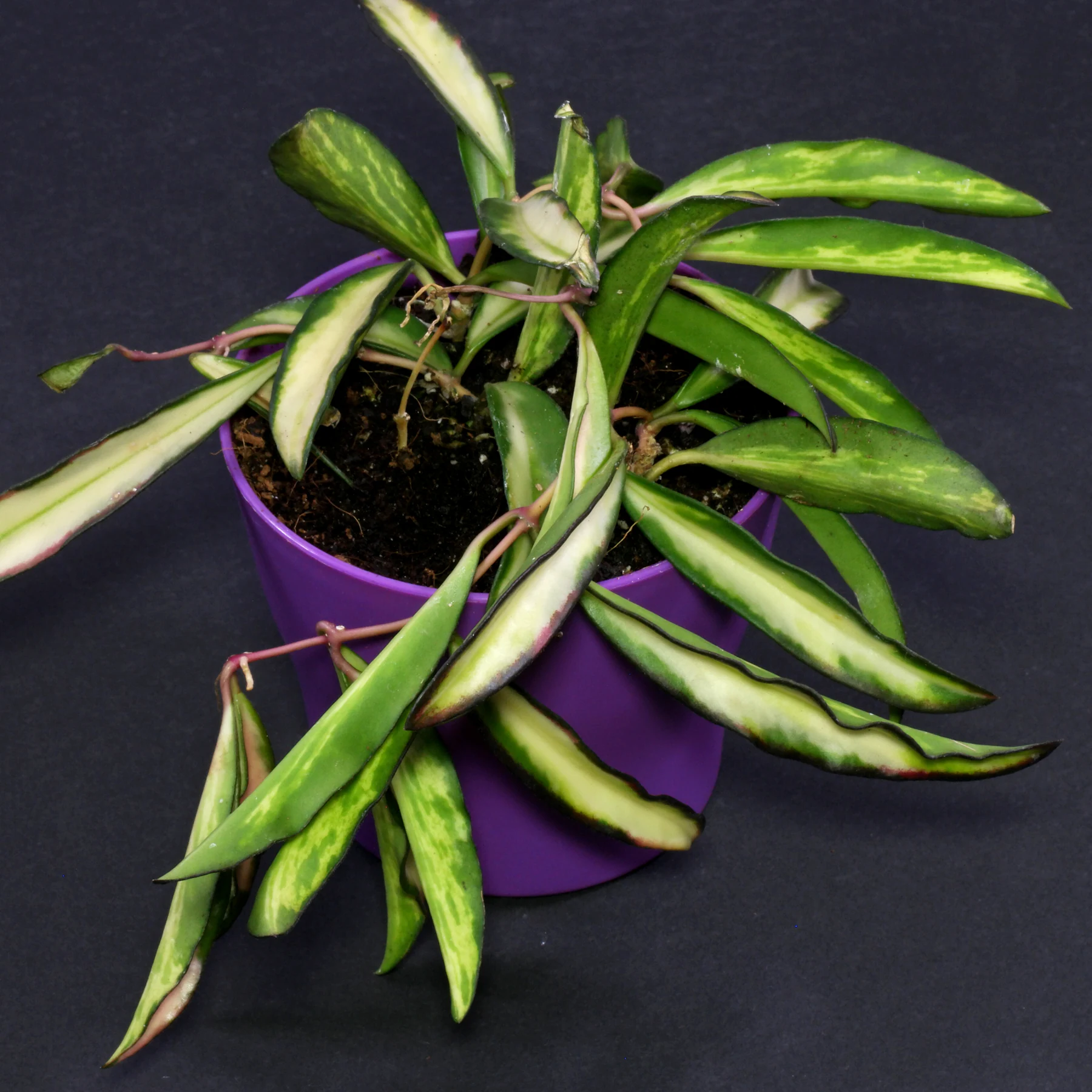 Hoya wayetii Tricolor