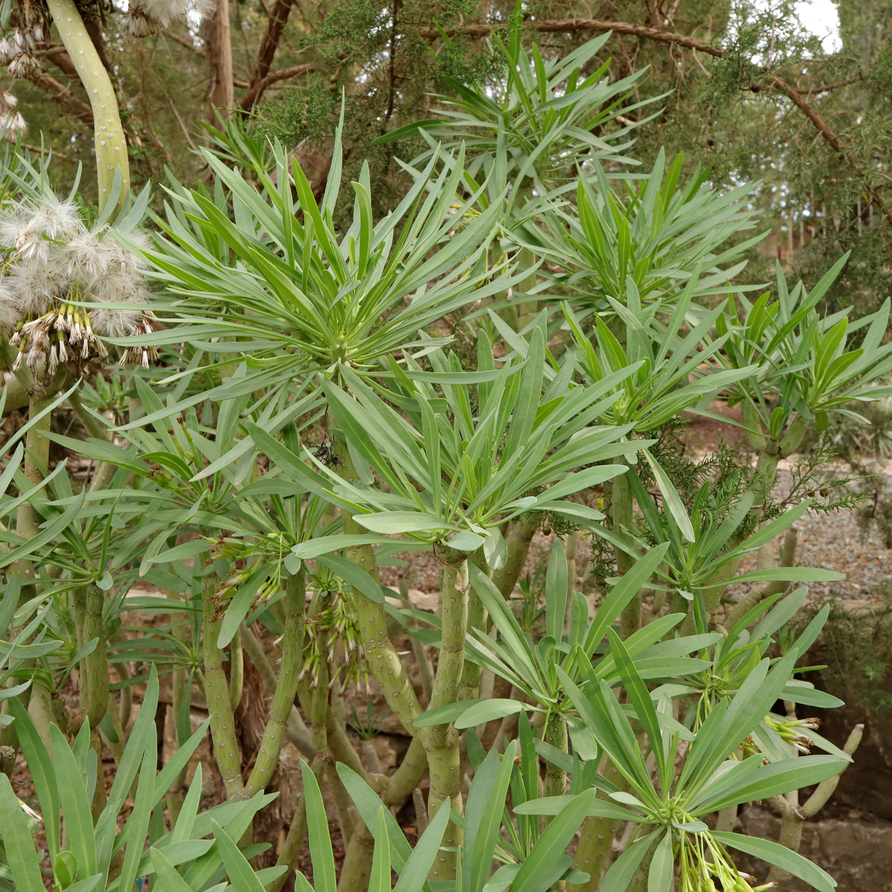 Kleinia neriifolia