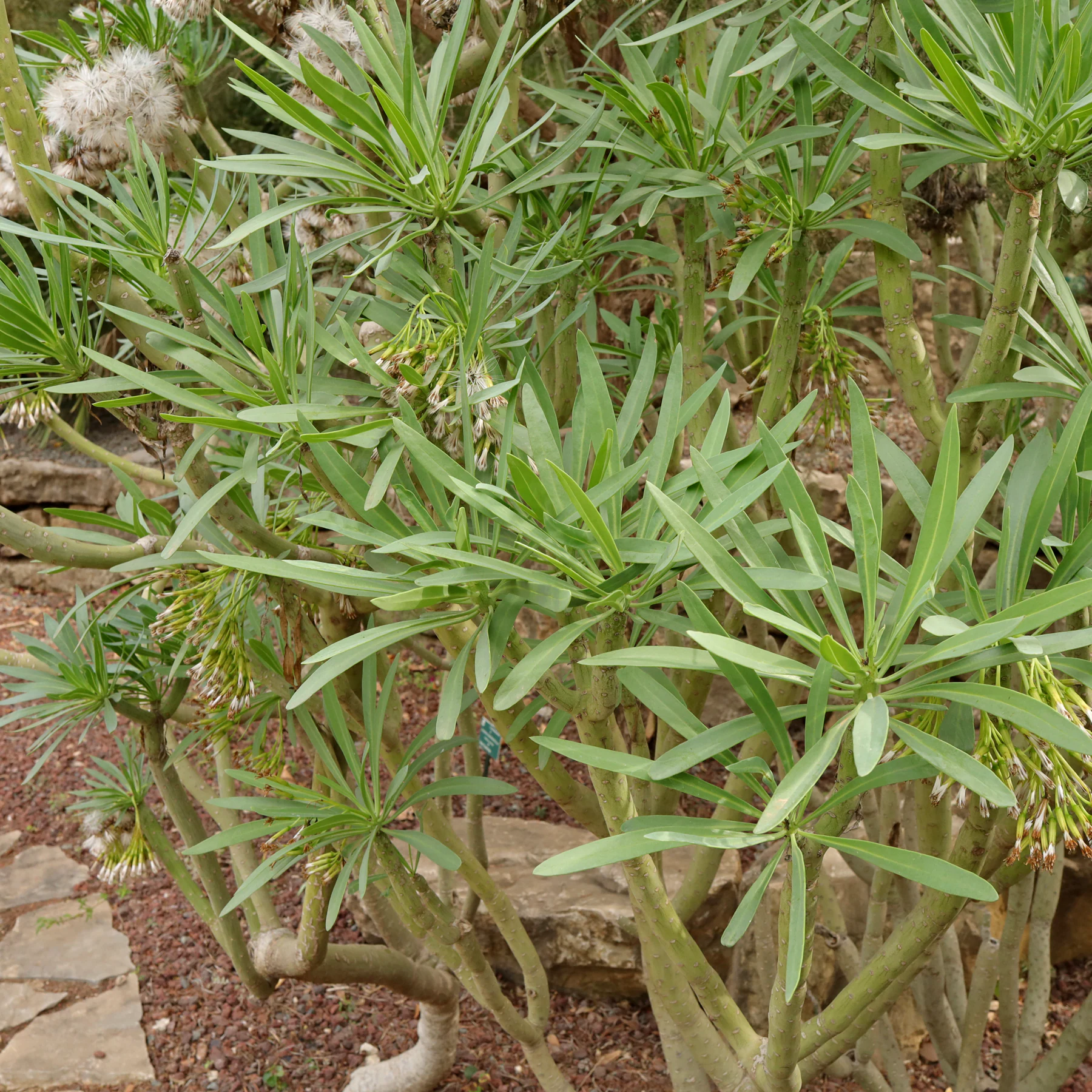 Kleinia neriifolia