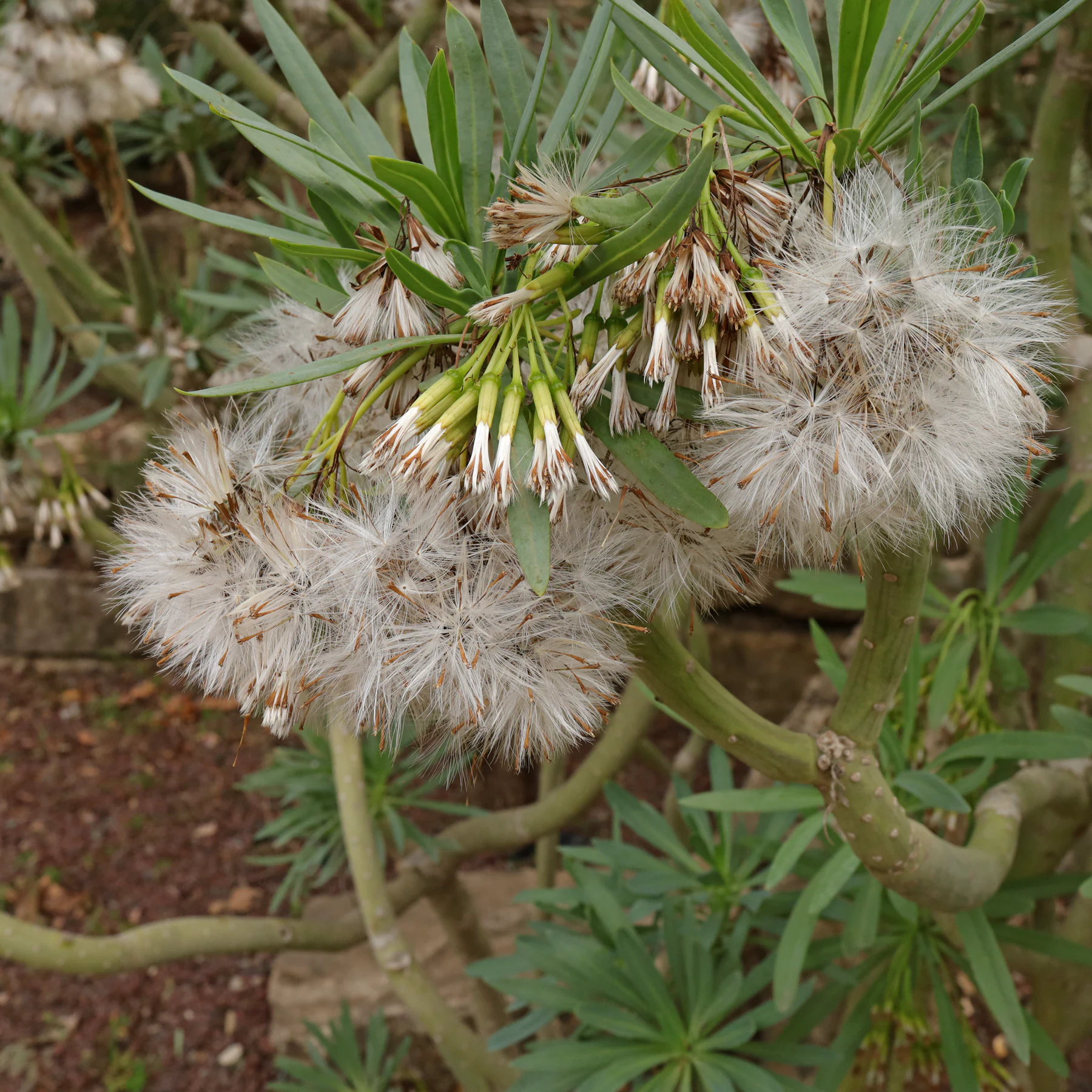 Kleinia neriifolia