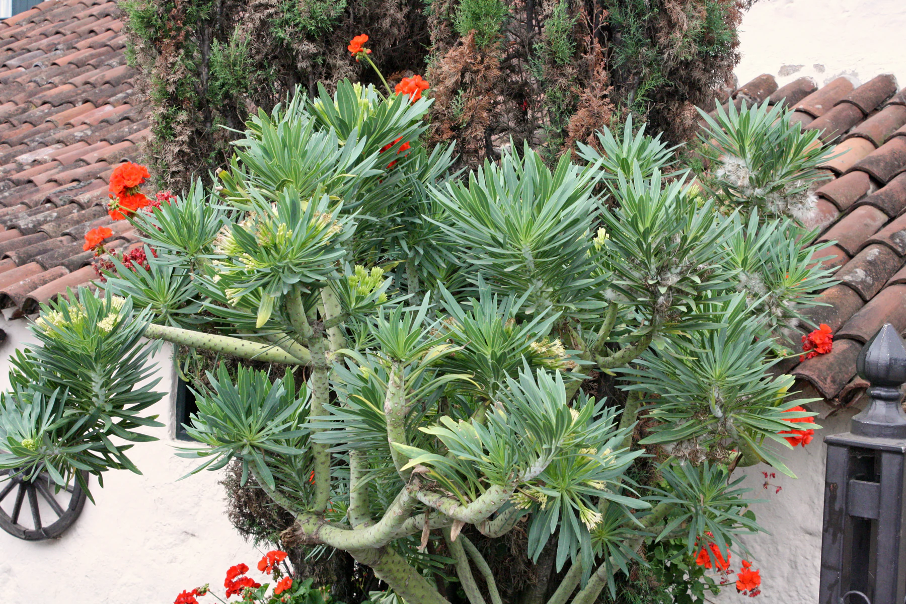 Kleinia neriifolia in a garden on Tenerife