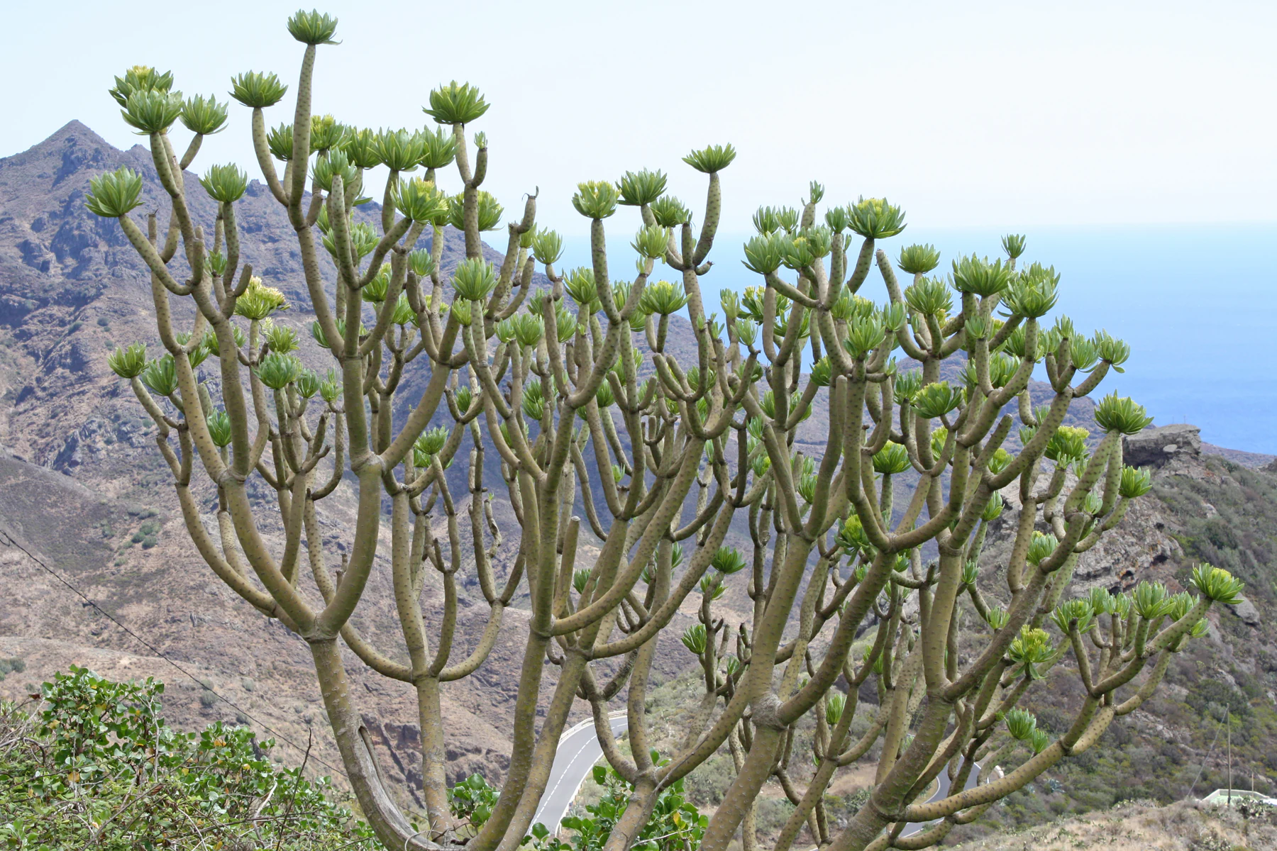 Kleinia neriifolia on Tenerife