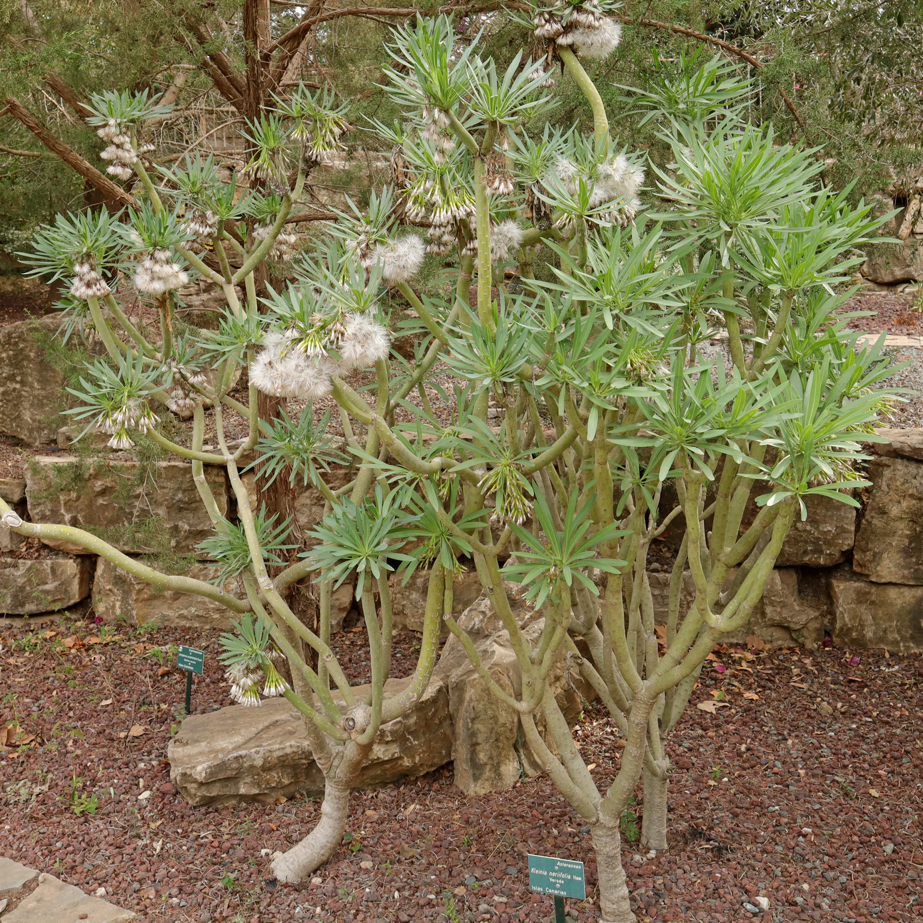 Kleinia neriifolia