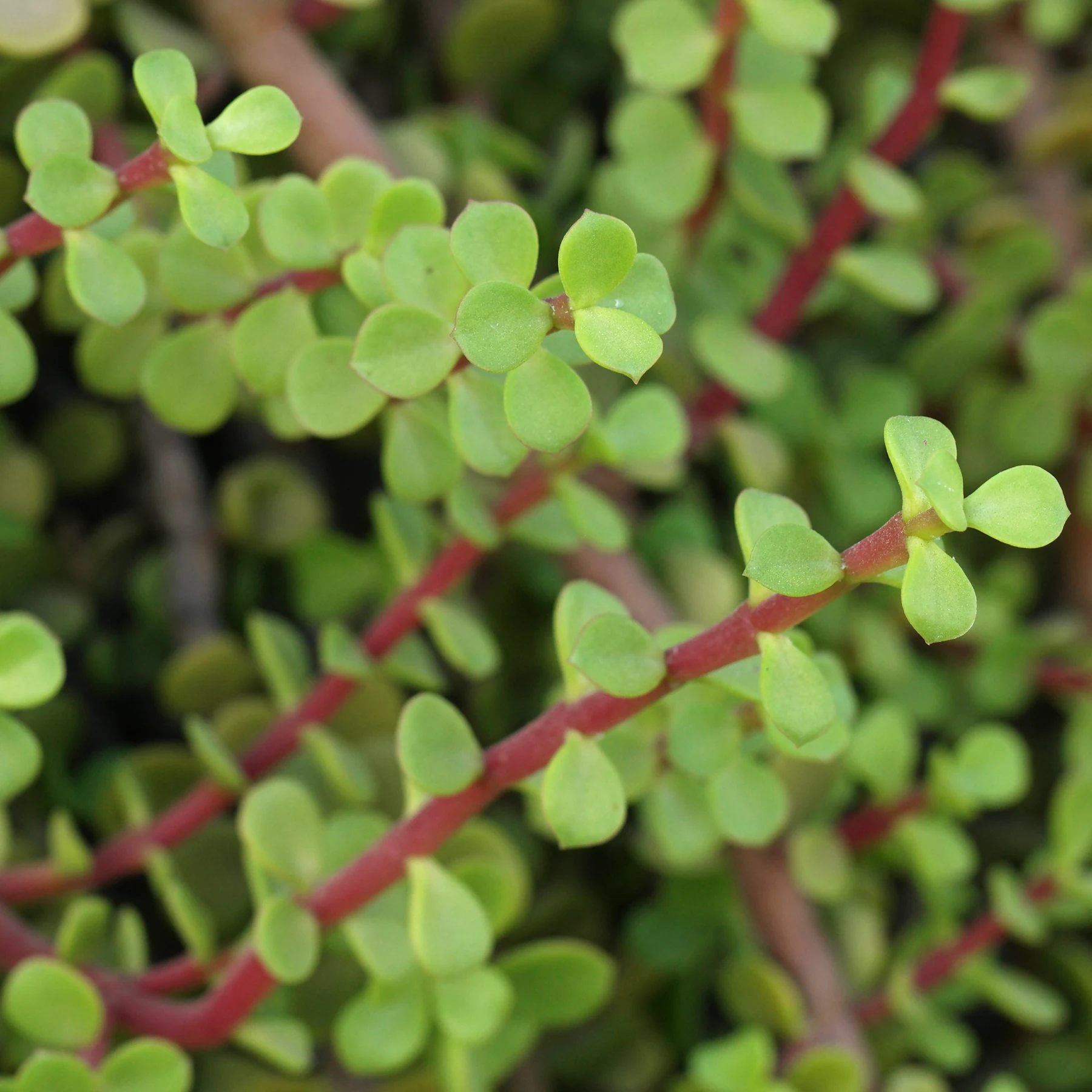 Portulacaria afra