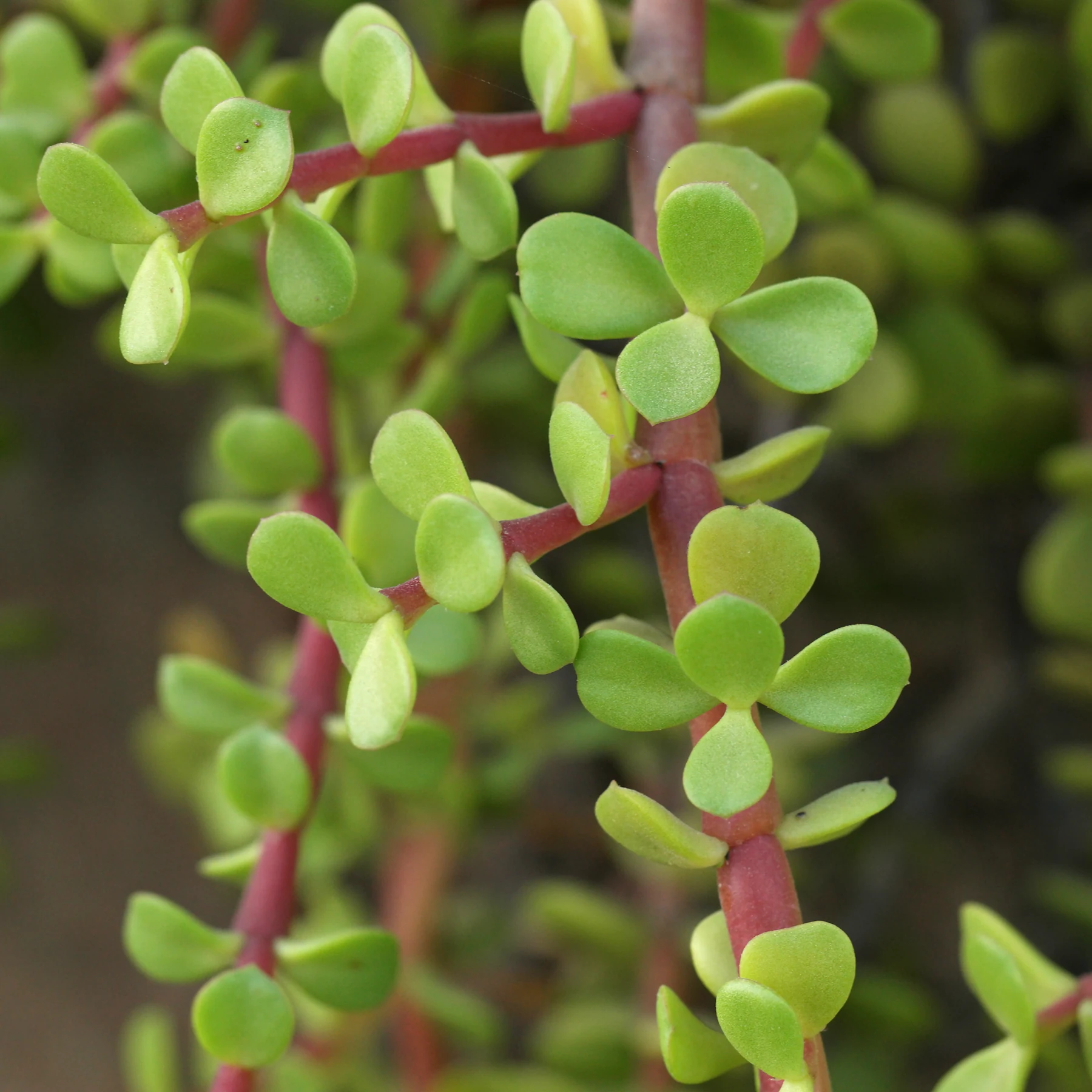 Portulacaria afra