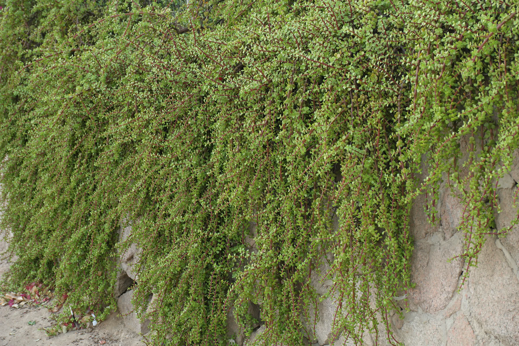 Portulacaria afra