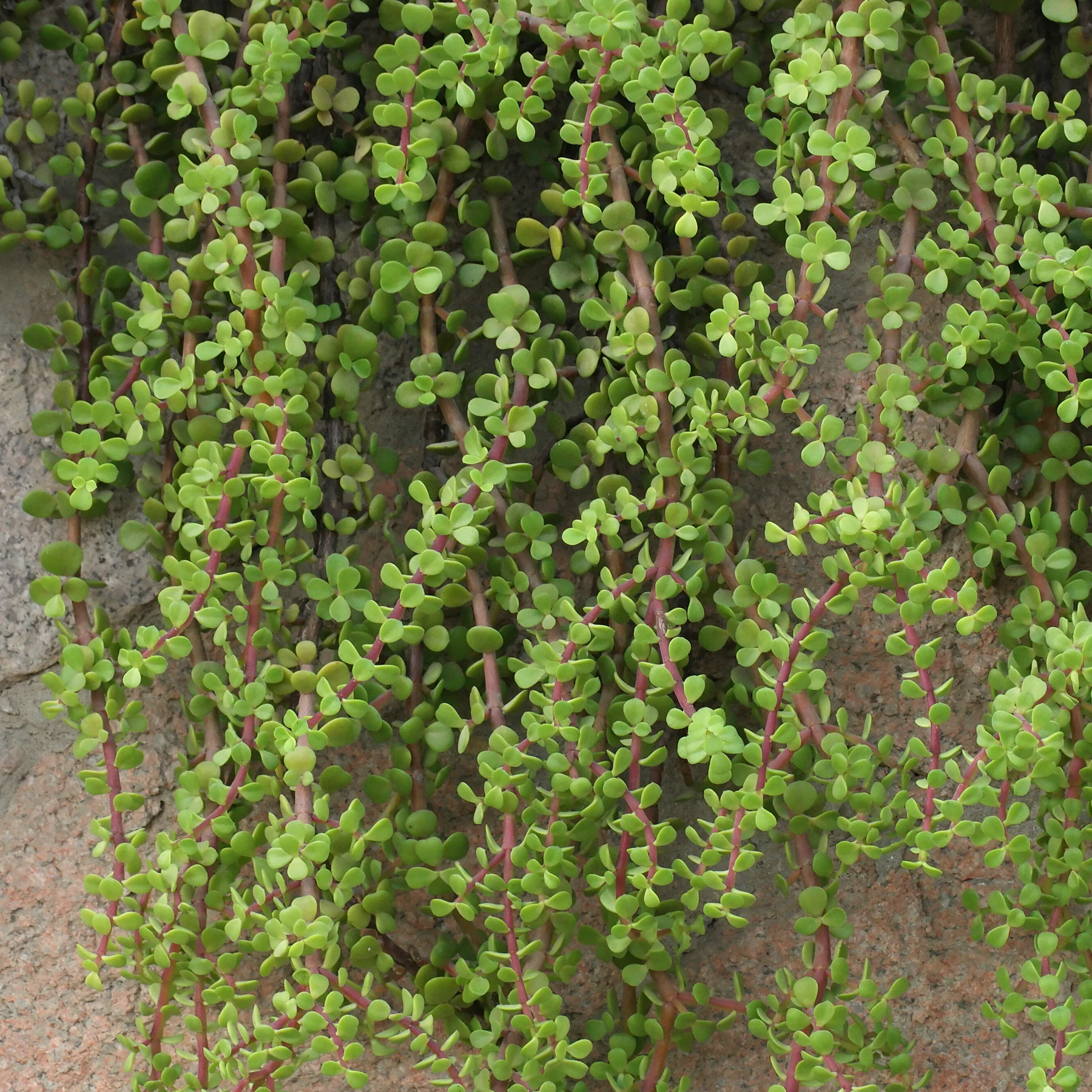 Portulacaria afra